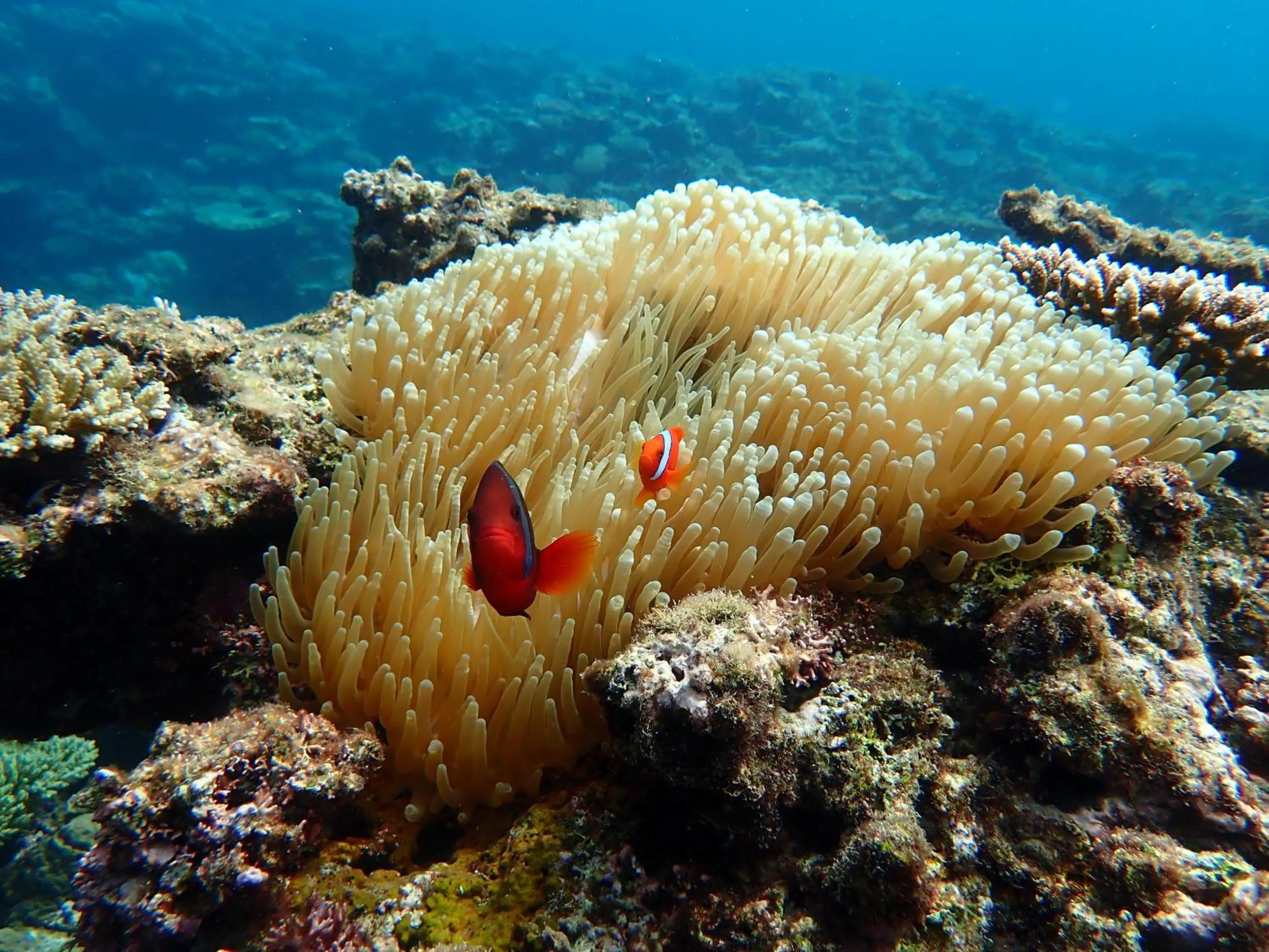 Activities in Blue Ocean Resort