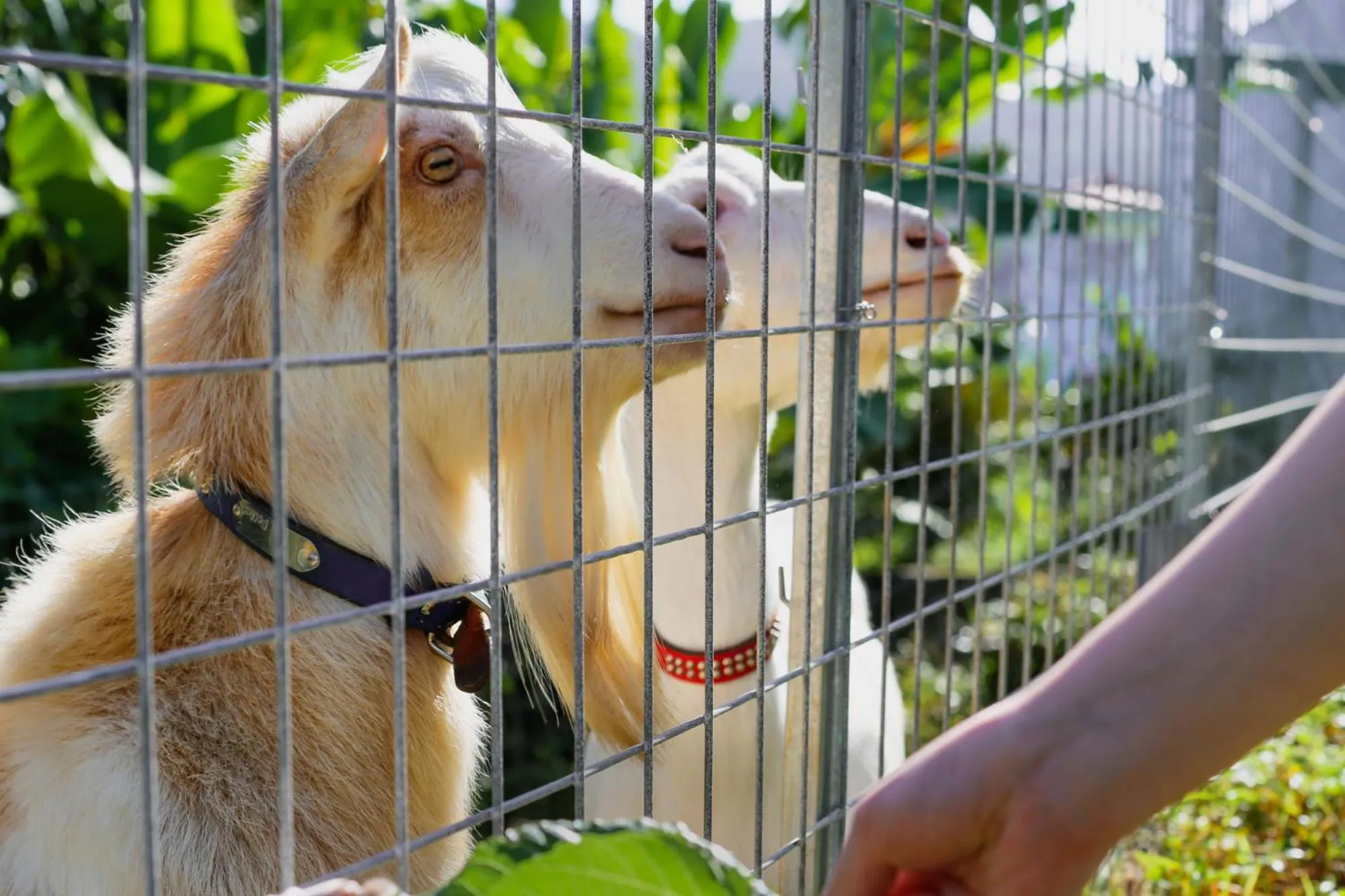 Animals in Blue Ocean Resort