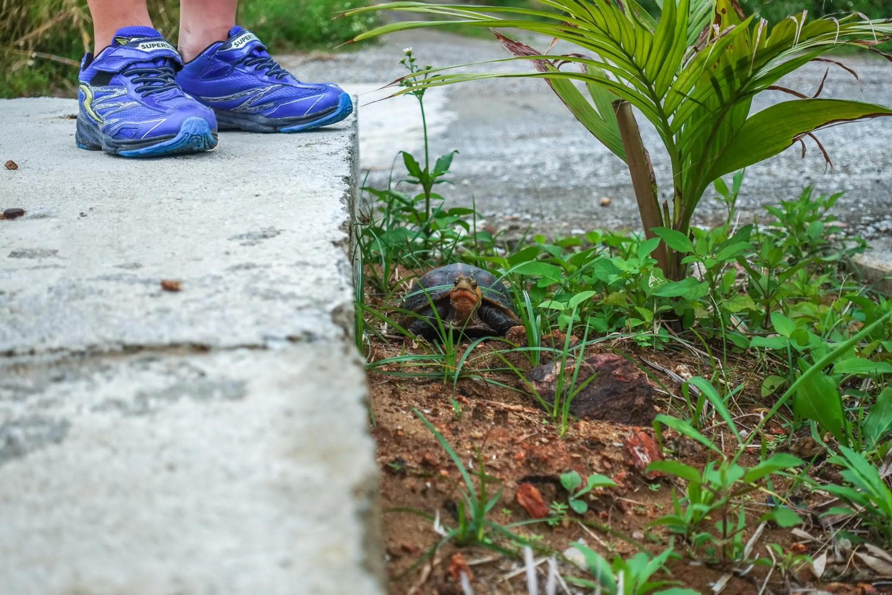 Animals in Blue Ocean Resort