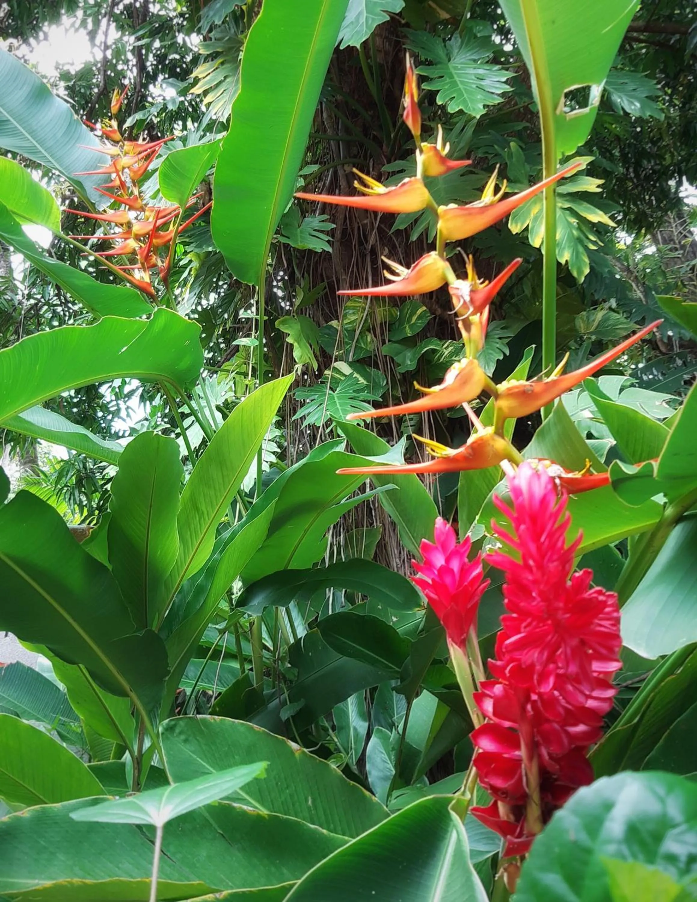 Garden in Togo B&B Farallon