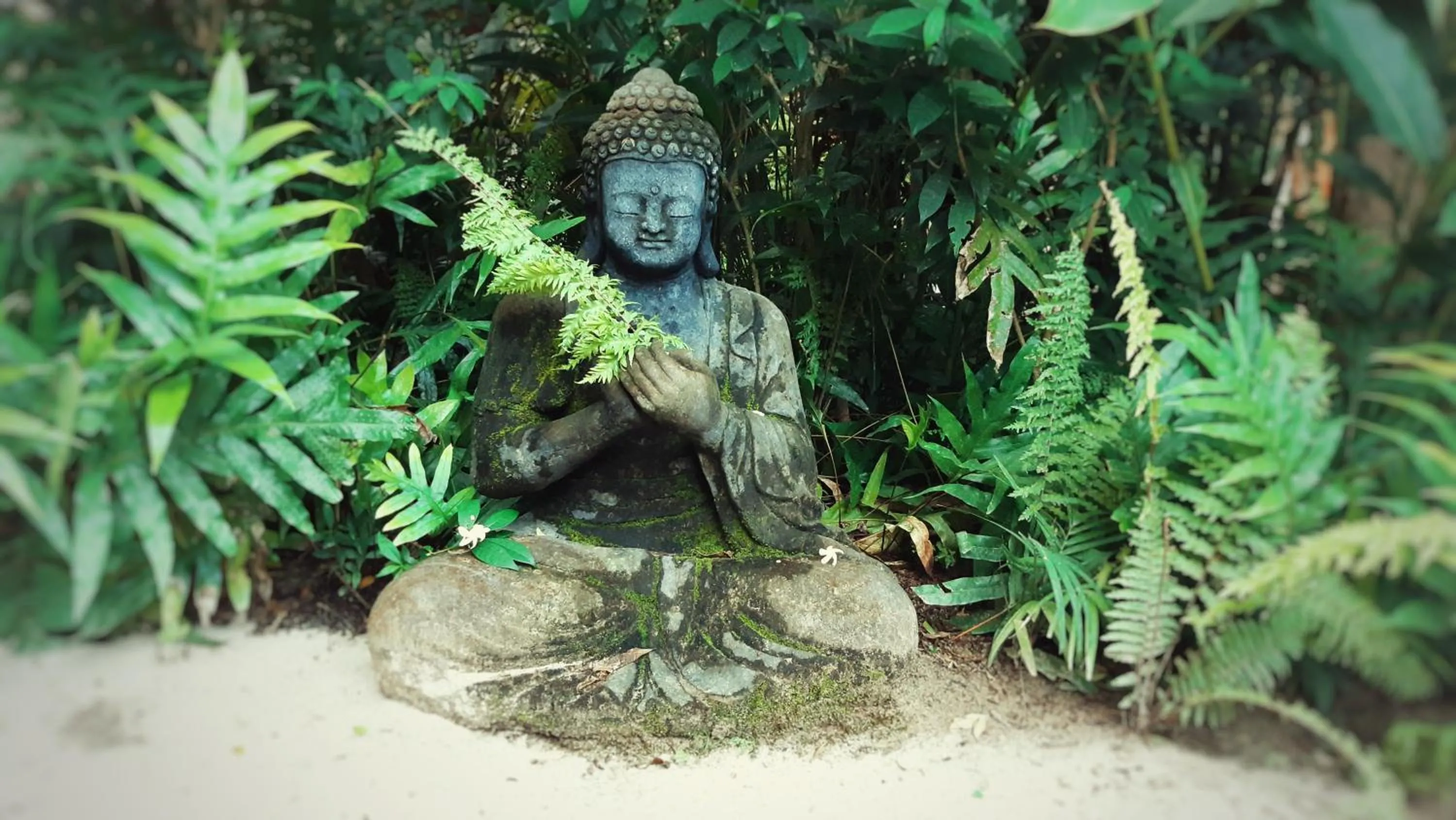 Garden in Togo B&B Farallon