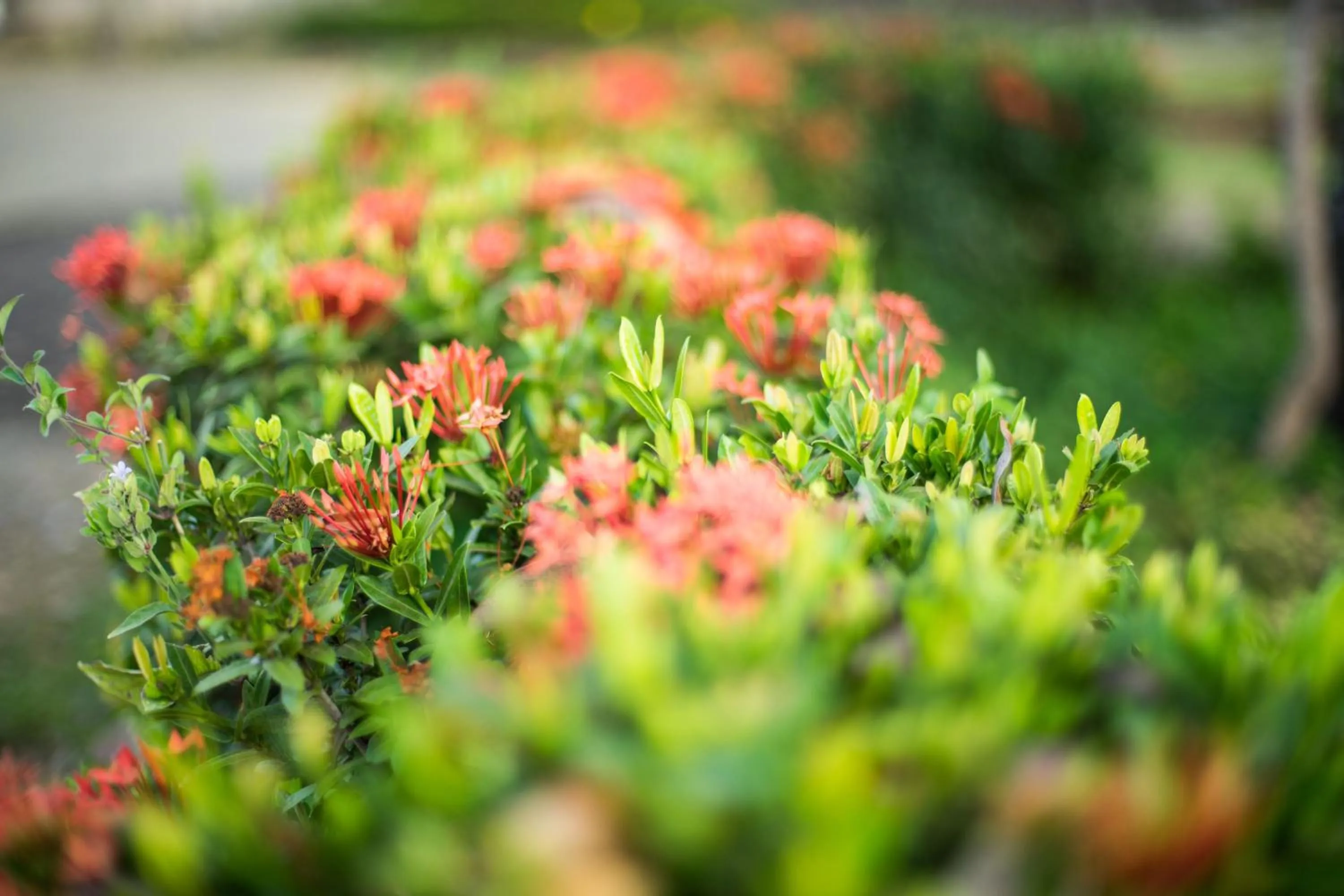Garden in Hotel Santa Catalina Panamá