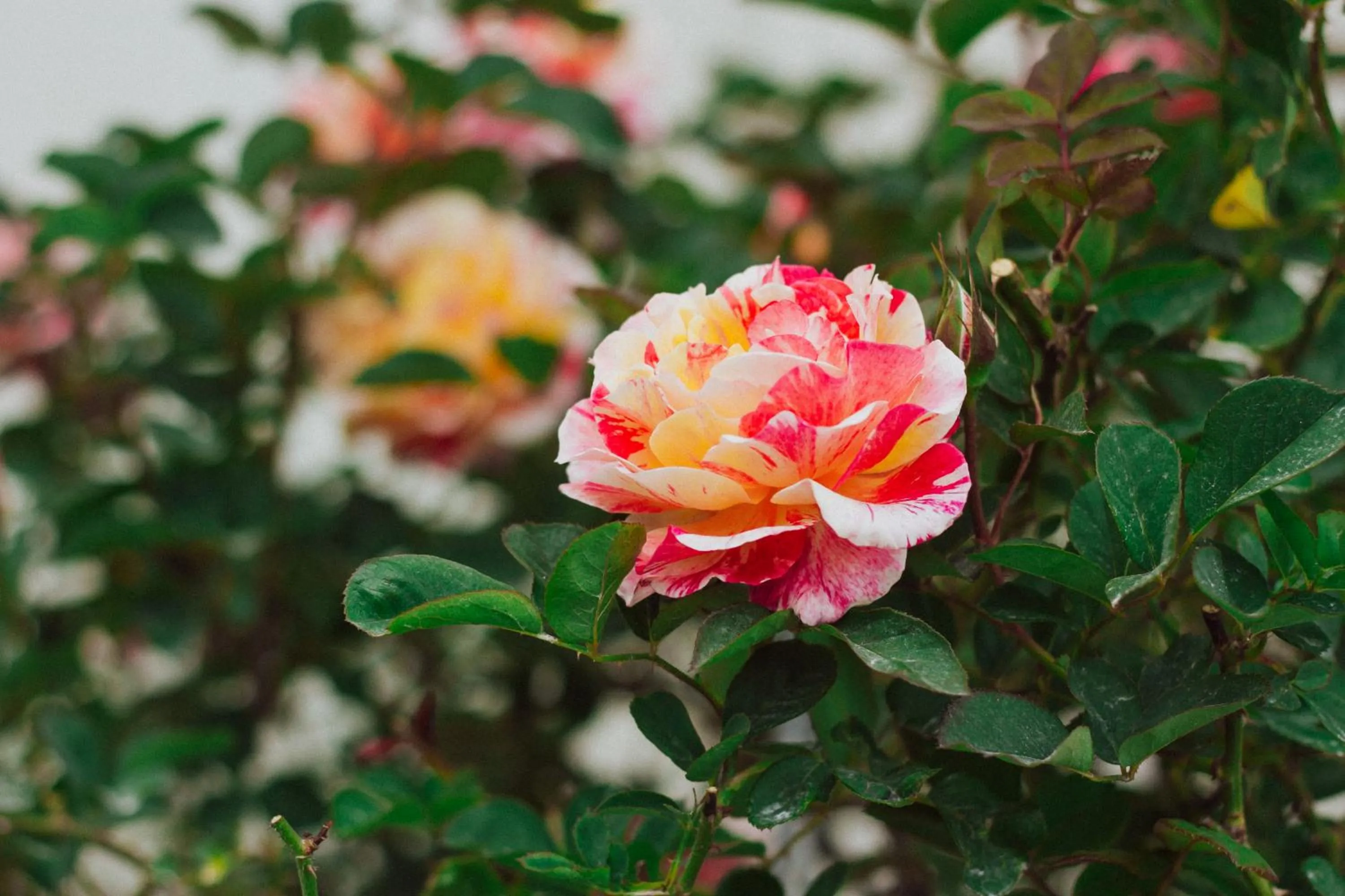 Garden in La Vie En Rose Villa