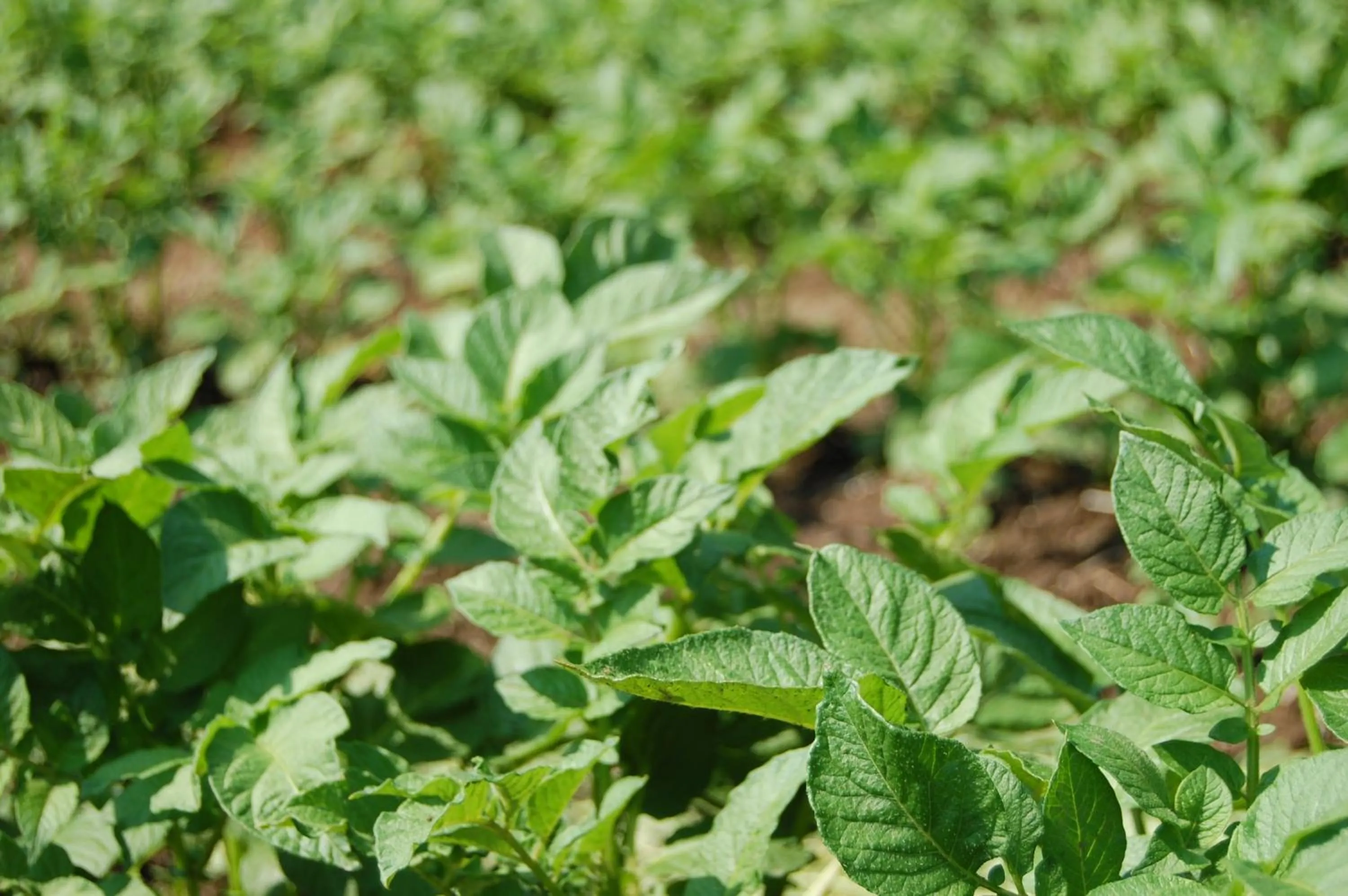 Other in Yunoyado Irifune