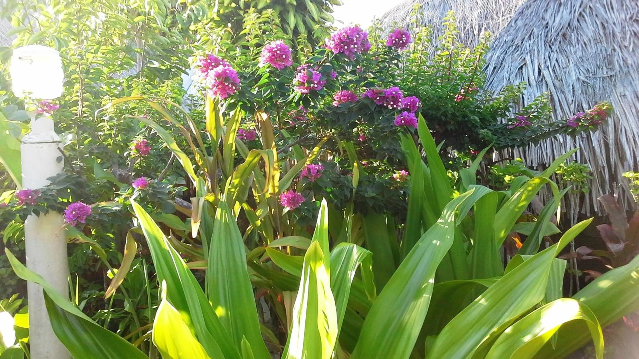 Garden in Village Temanuata