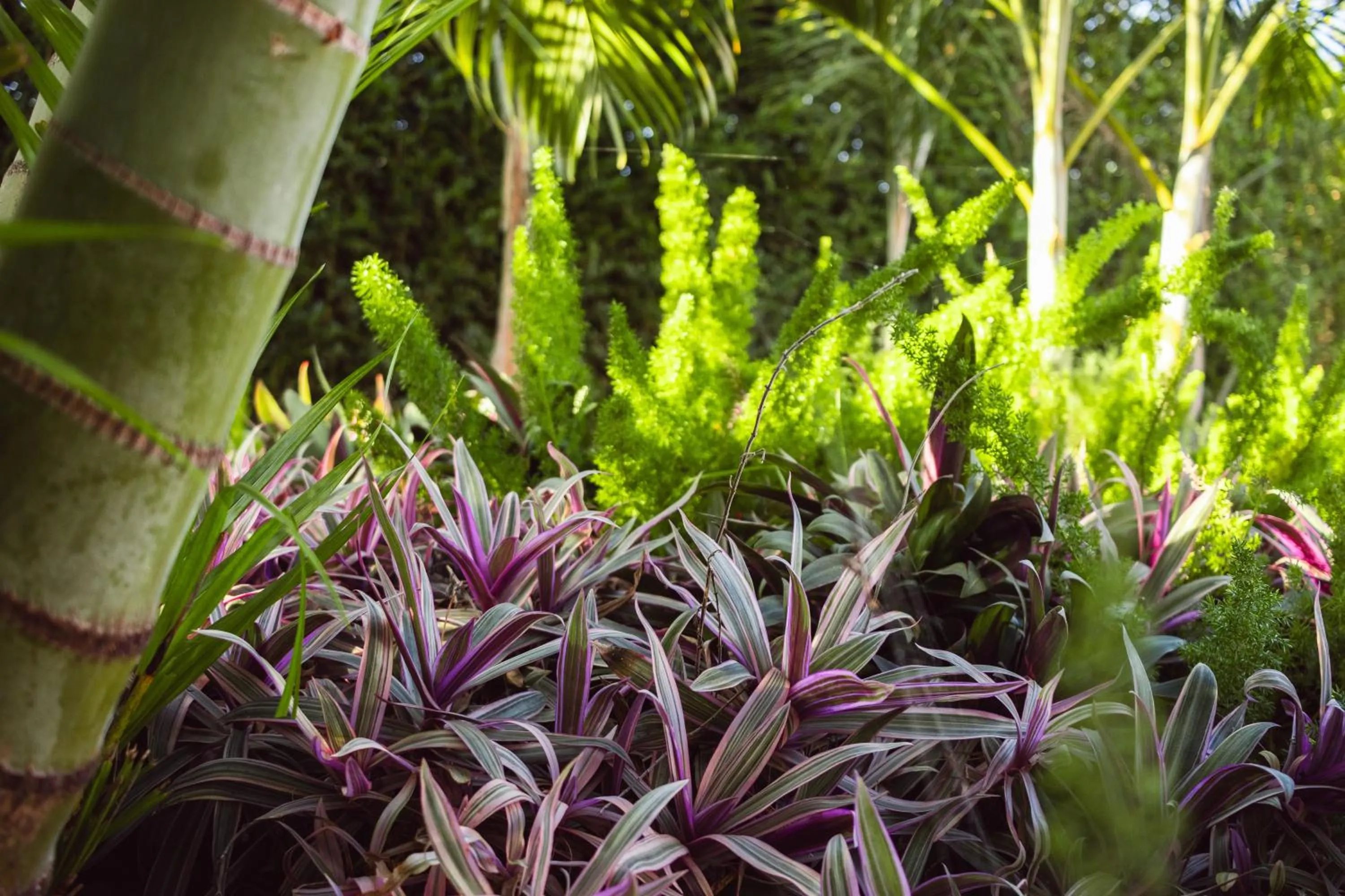 Garden in Pousada Viver Capitólio