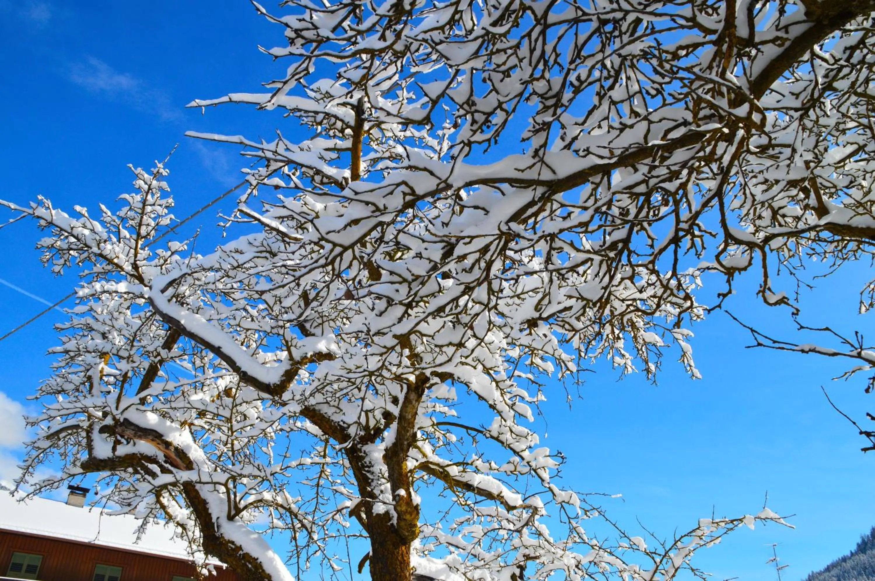 Natural landscape in Hotel Chalet Olympia