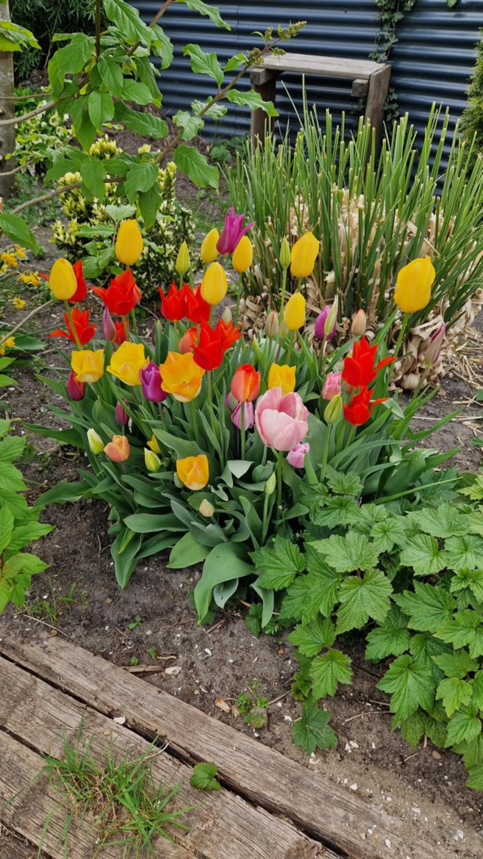 Garden in Bed & Breakfast Donna
