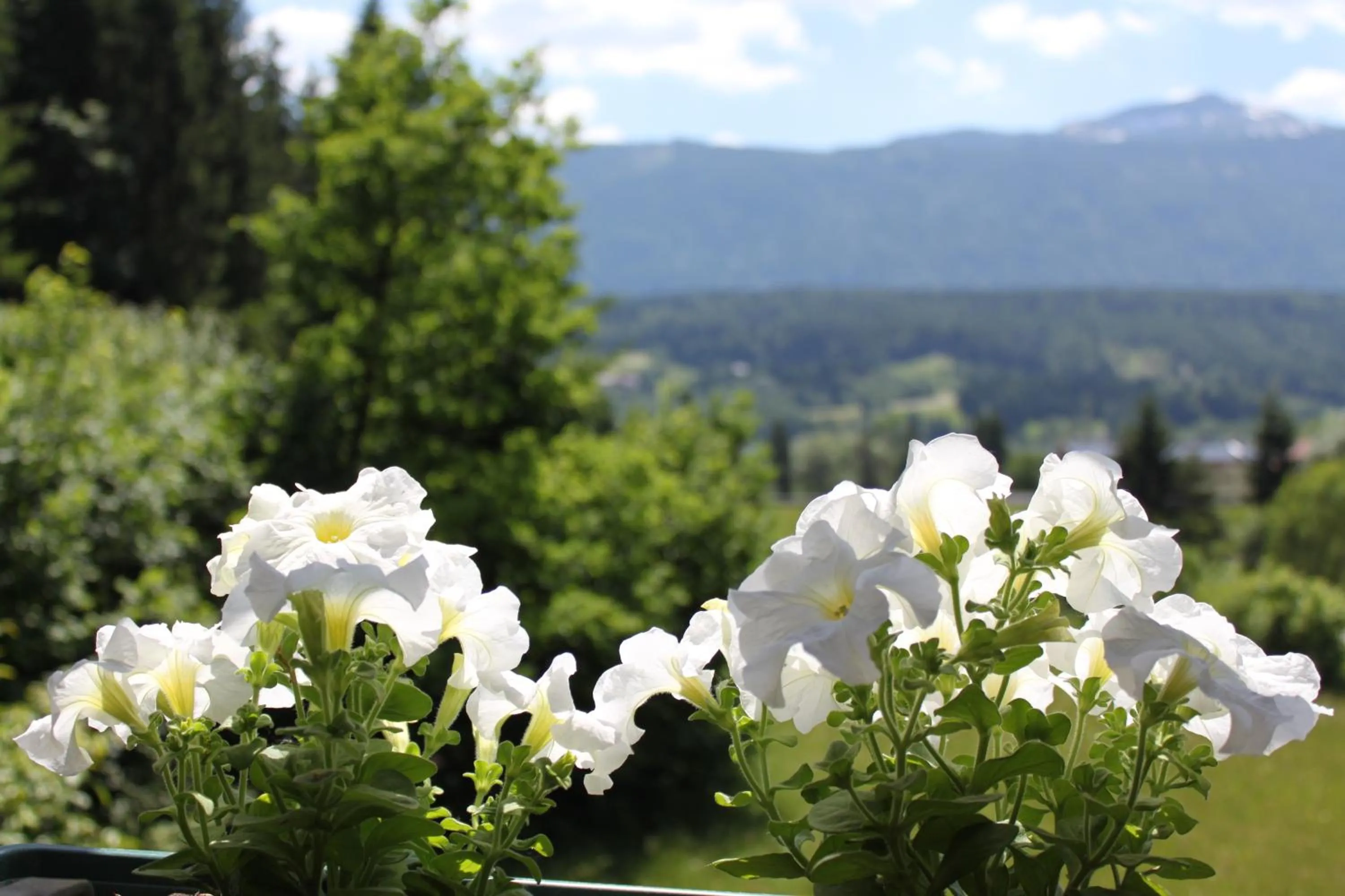 Natural landscape in Apartmentshaus Dual - 2