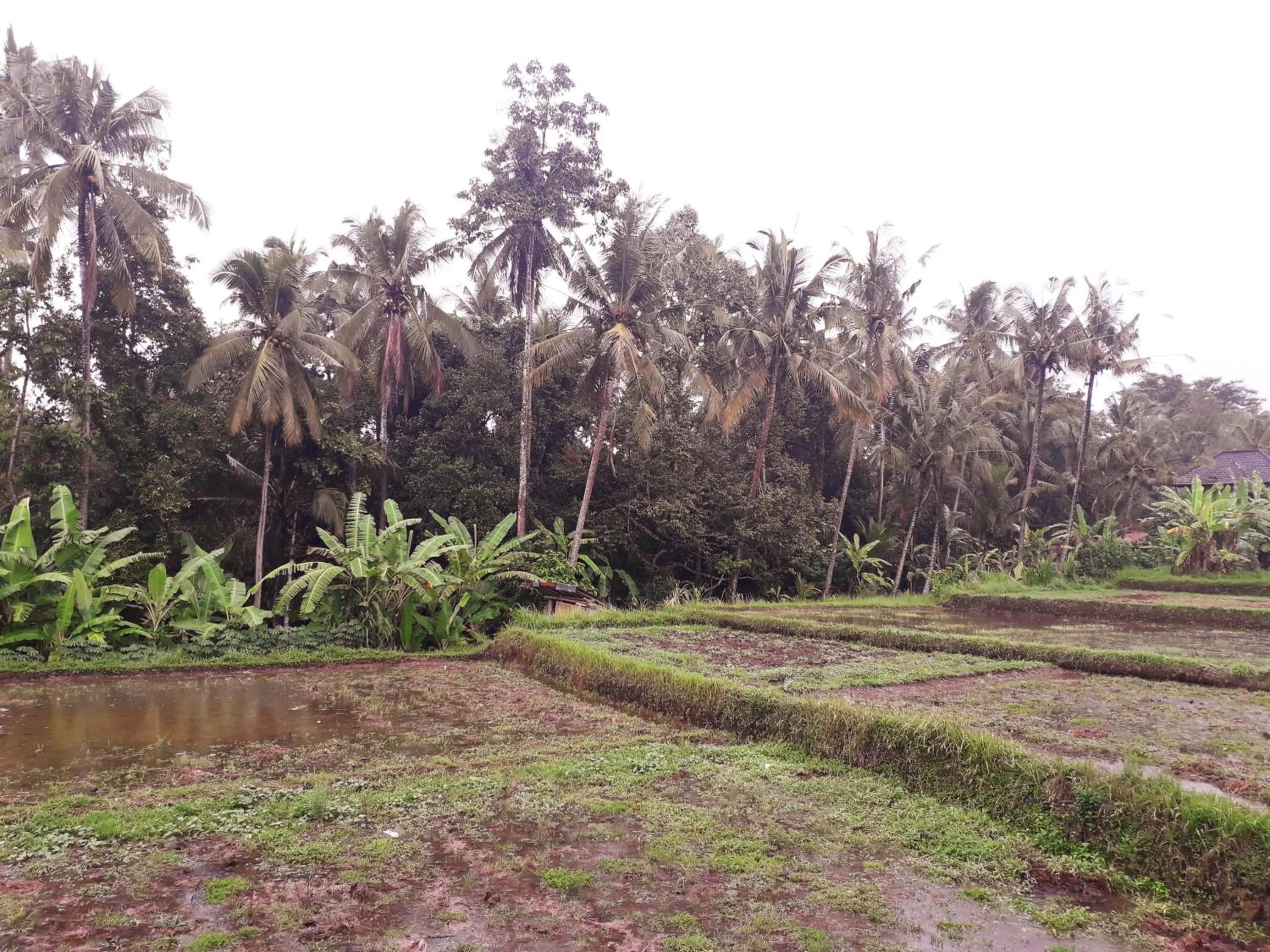 Natural landscape in Galang hari villa