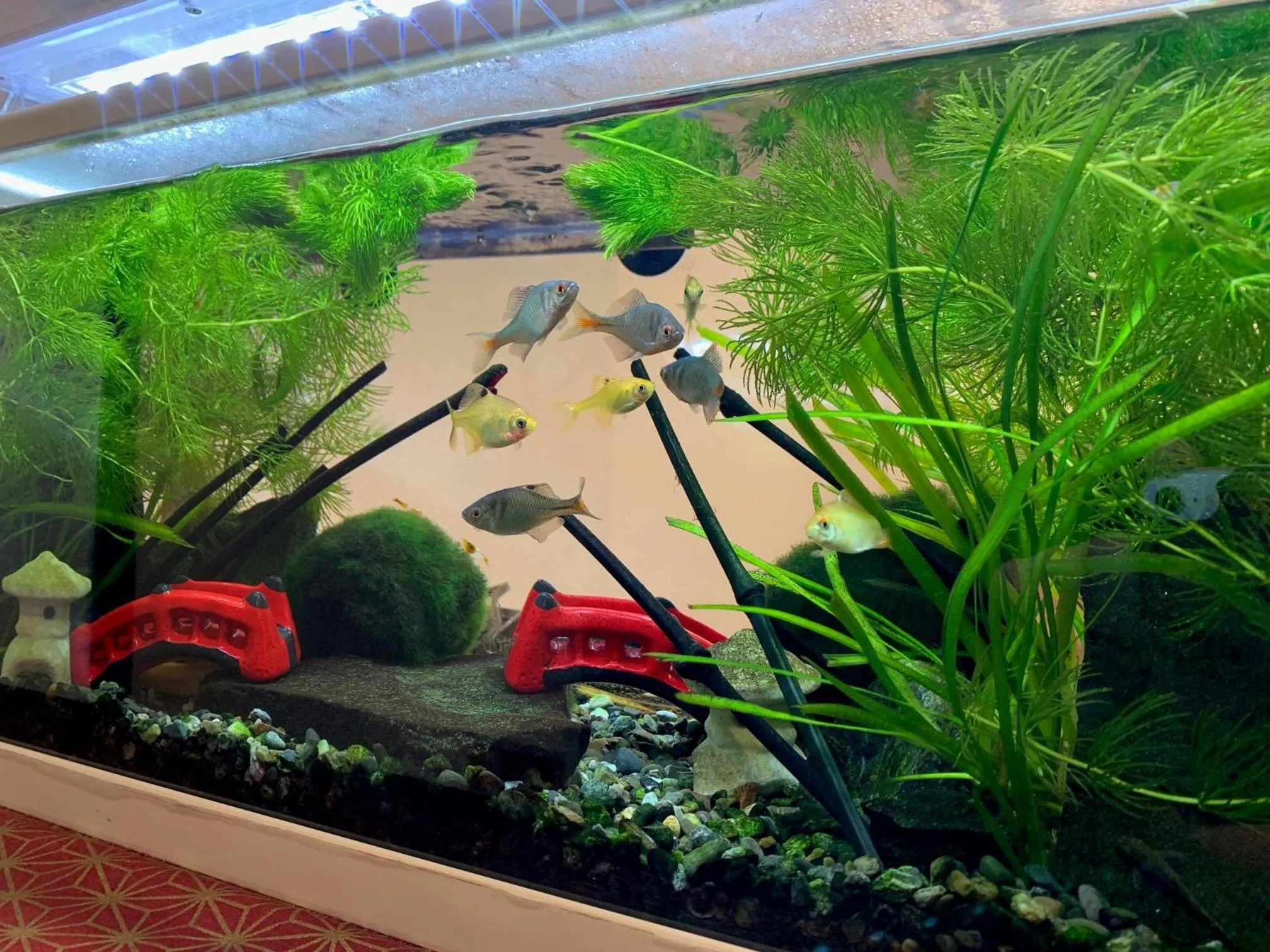 Natural landscape in Shinjuku Miyabi Residence