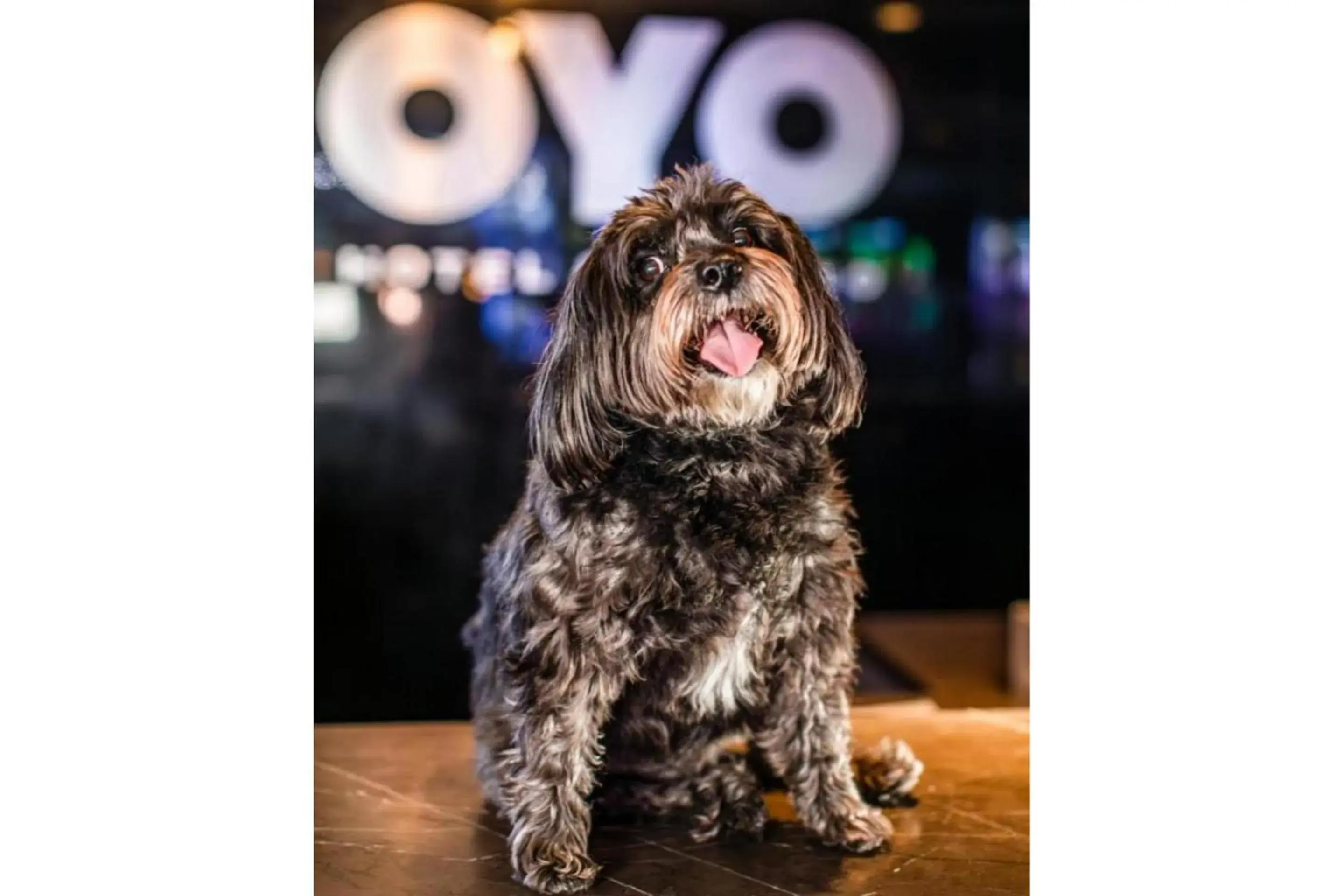 Double Wagalong-Pet Friendly + FREE $5 in slot play & $10 in table games match play in OYO Hotel and Casino Las Vegas Double Wagalong-Pet Friendly + FREE $5 in slot play & $10 in table games match play in OYO Hotel and Casino Las Vegas