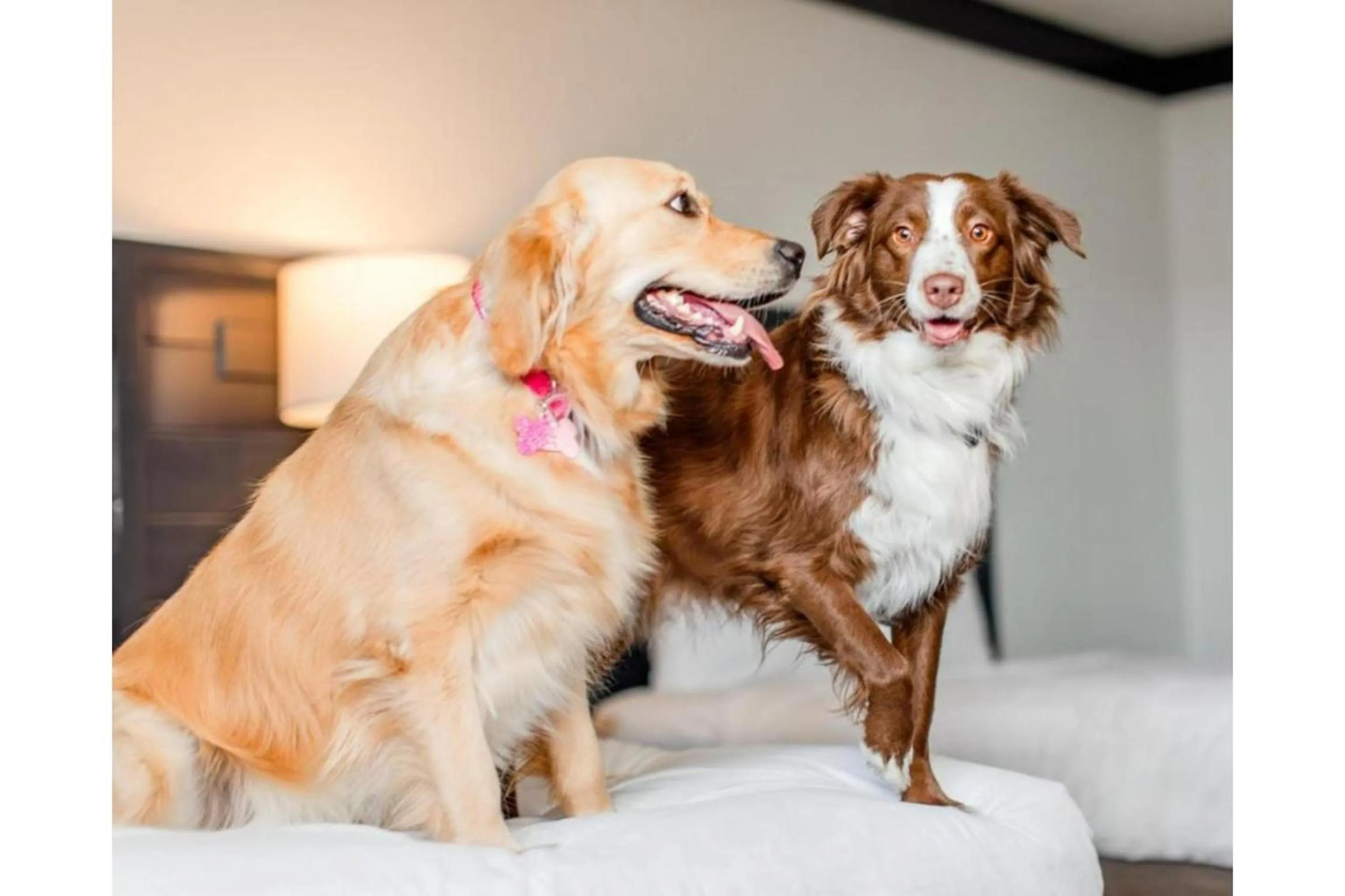 pet friendly in OYO Hotel and Casino Las Vegas
