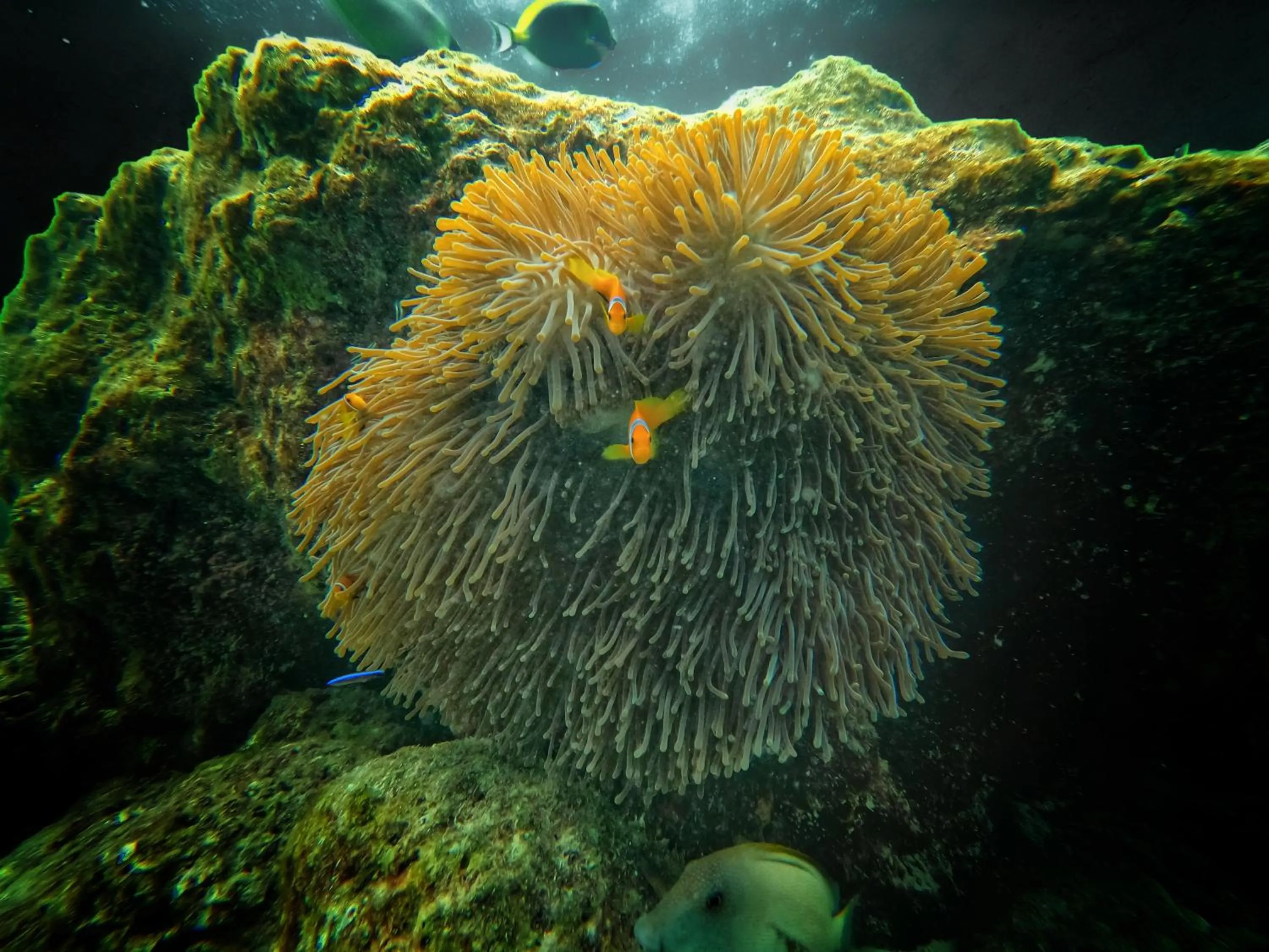 Natural landscape in Athens View Hotel