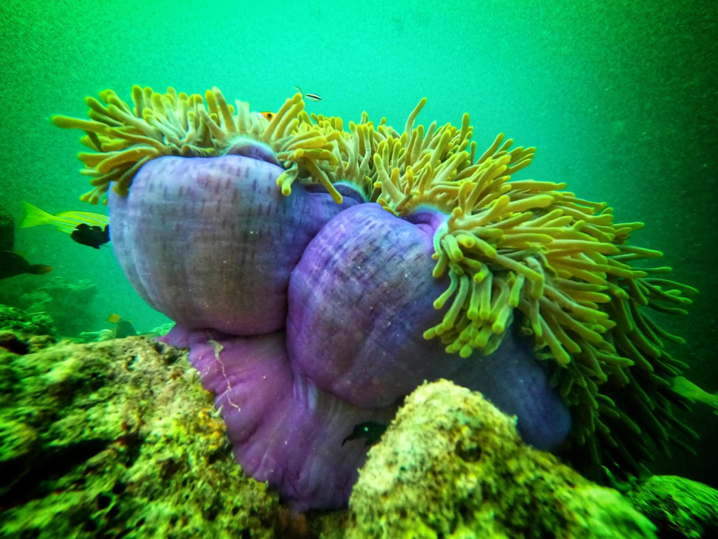 Natural landscape in Athens View Hotel