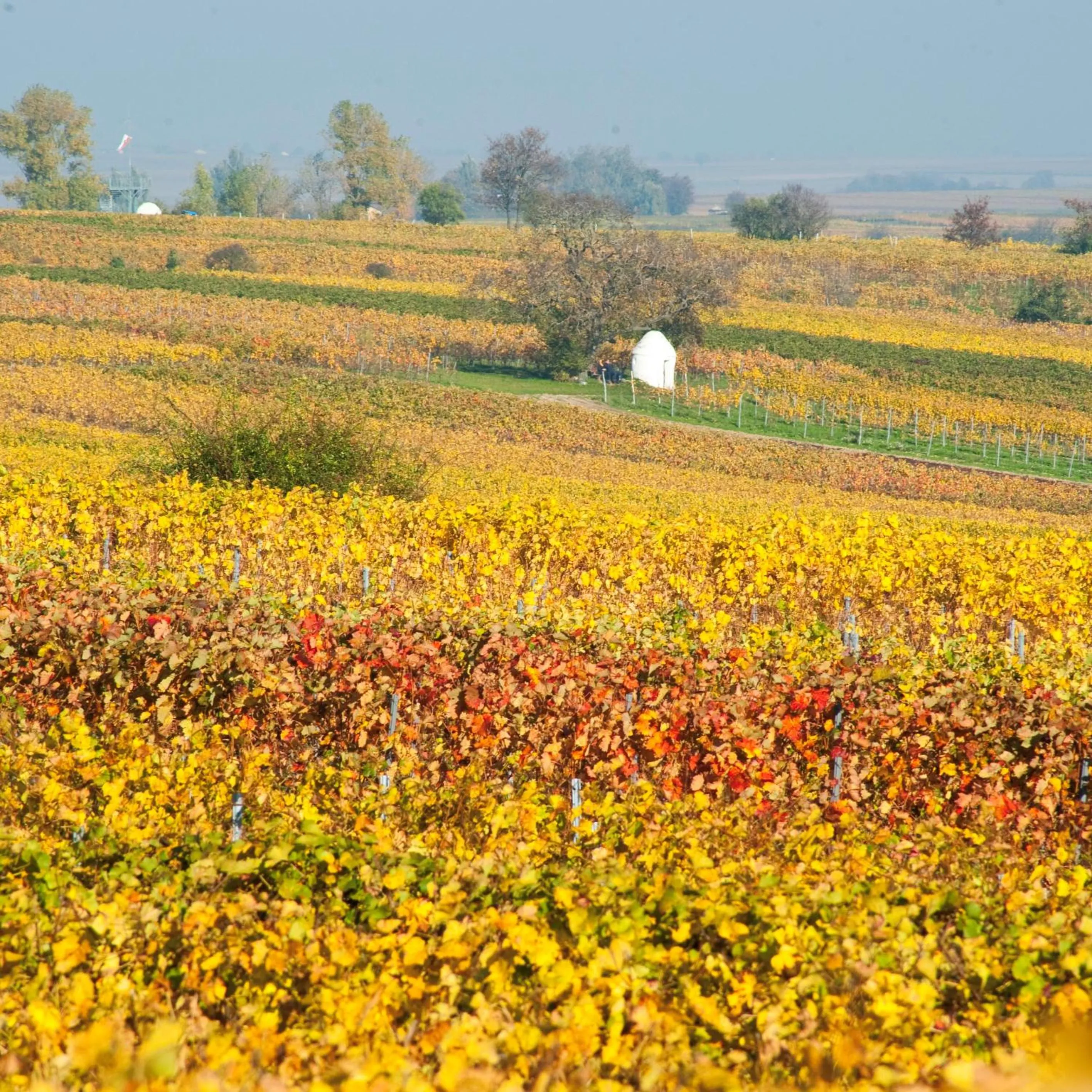 Area and facilities in Gästehaus & Weingut PETH