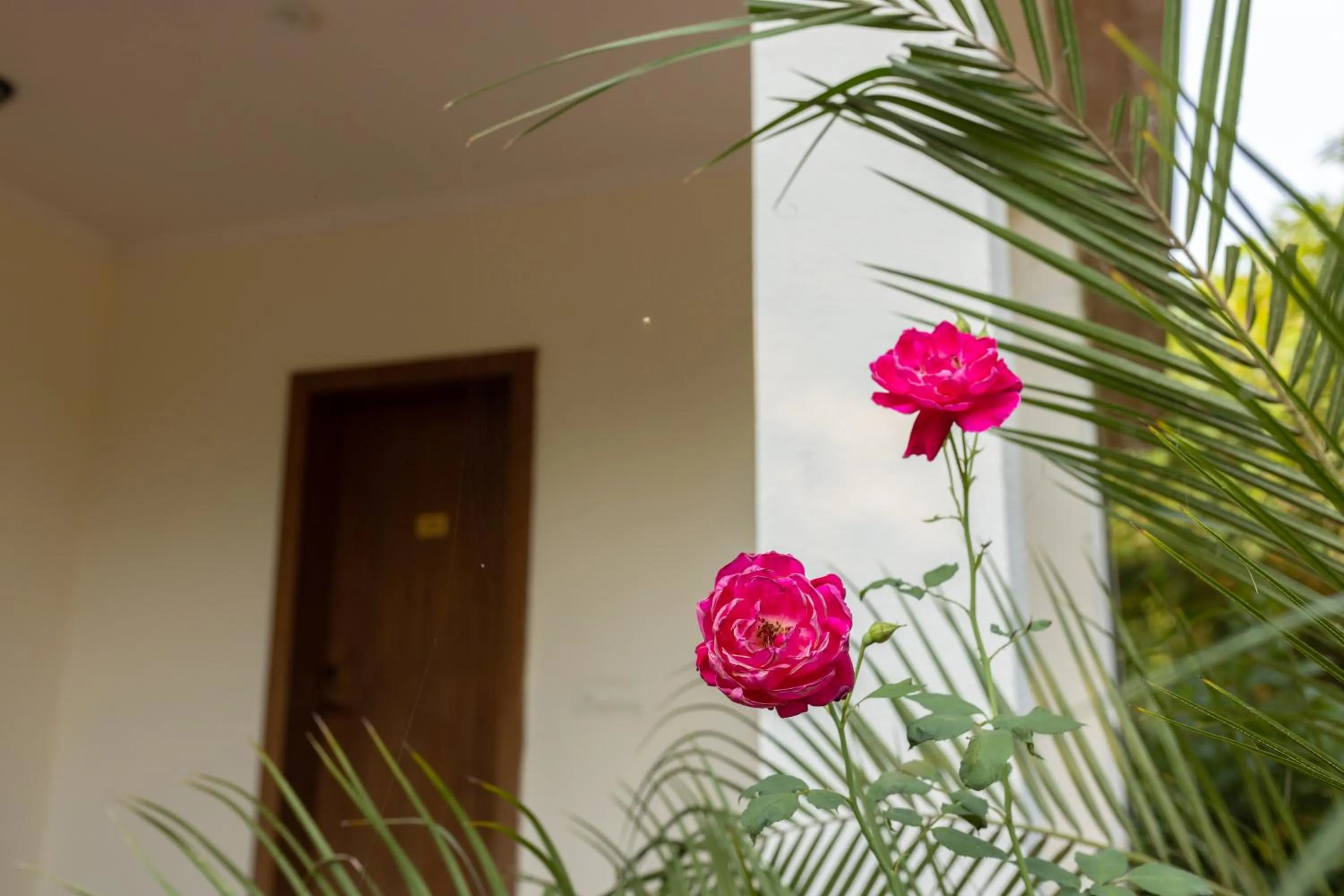 Clarks Safari Ranthambore