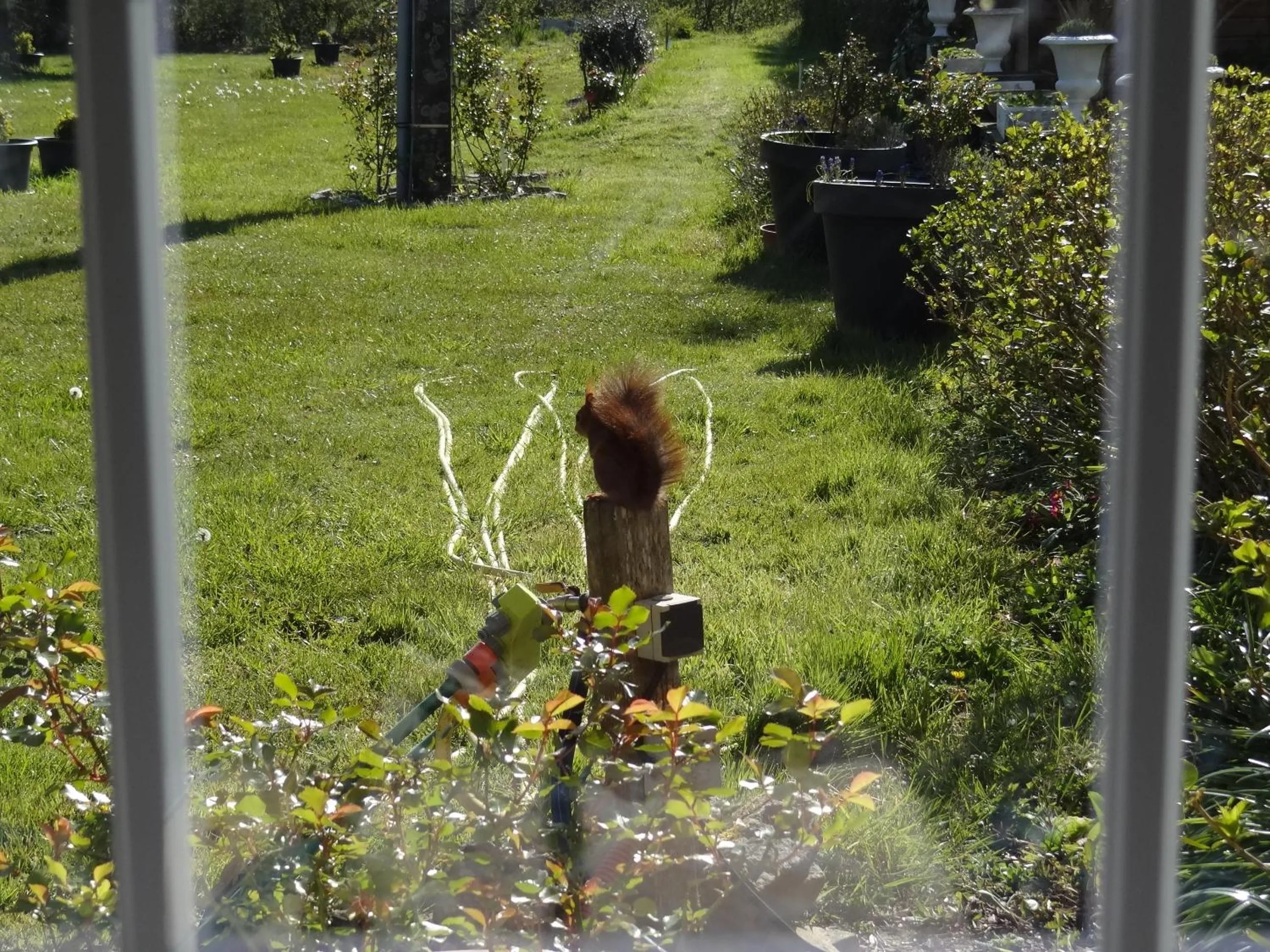 Pets in Manoir de la Provosterie