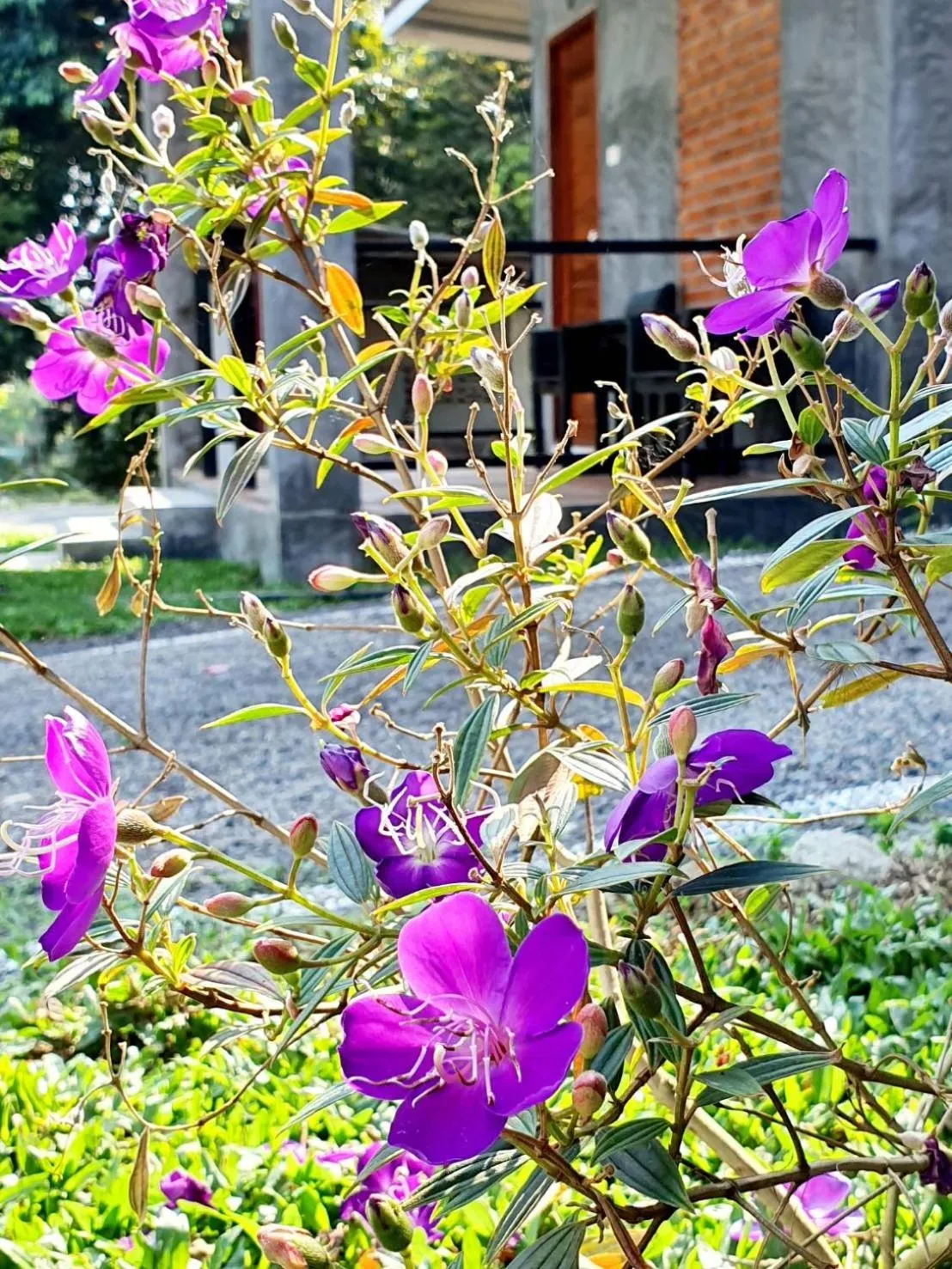 B-tel Chomthong resort Chiang mai