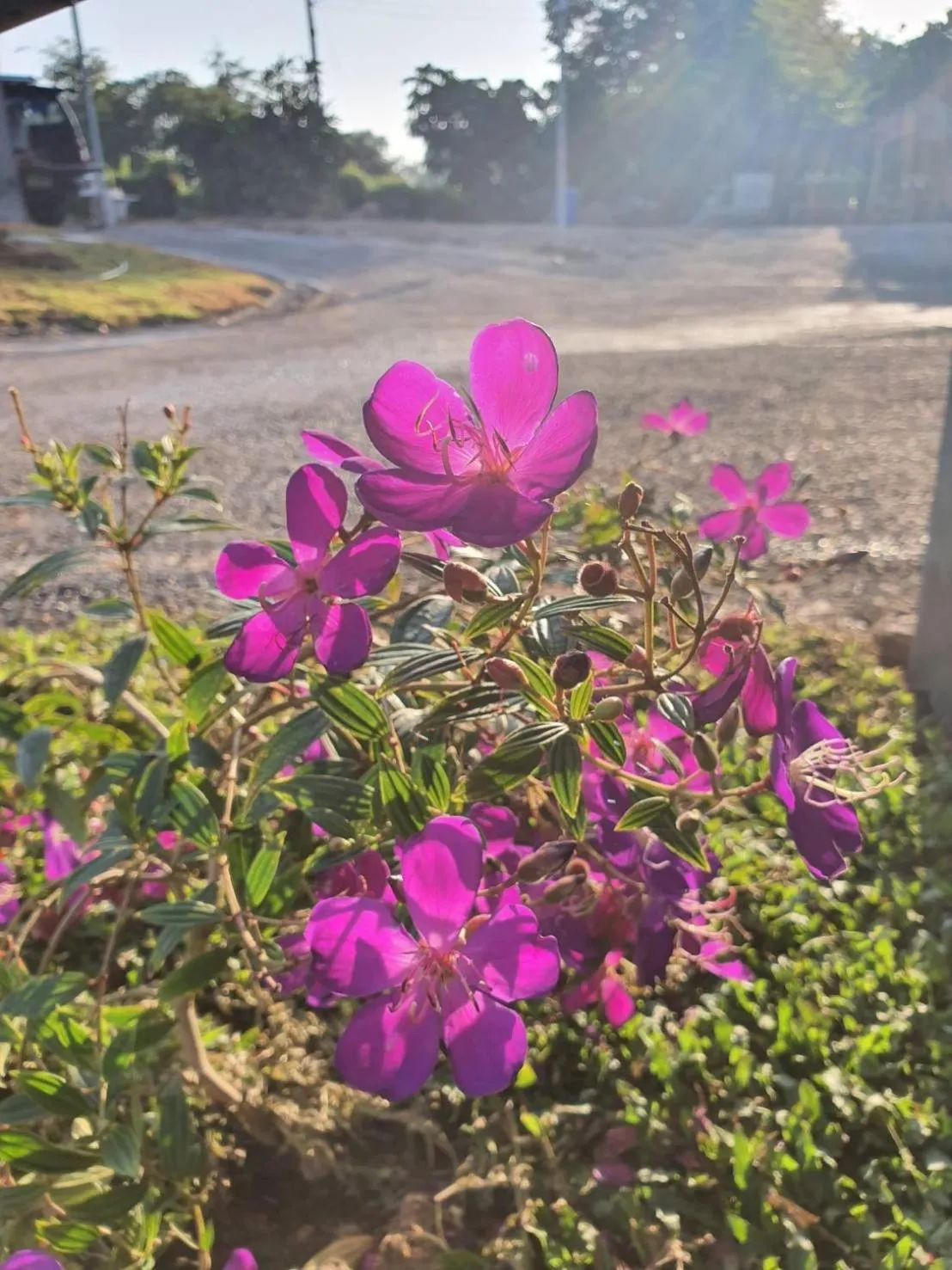 B-tel Chomthong resort Chiang mai