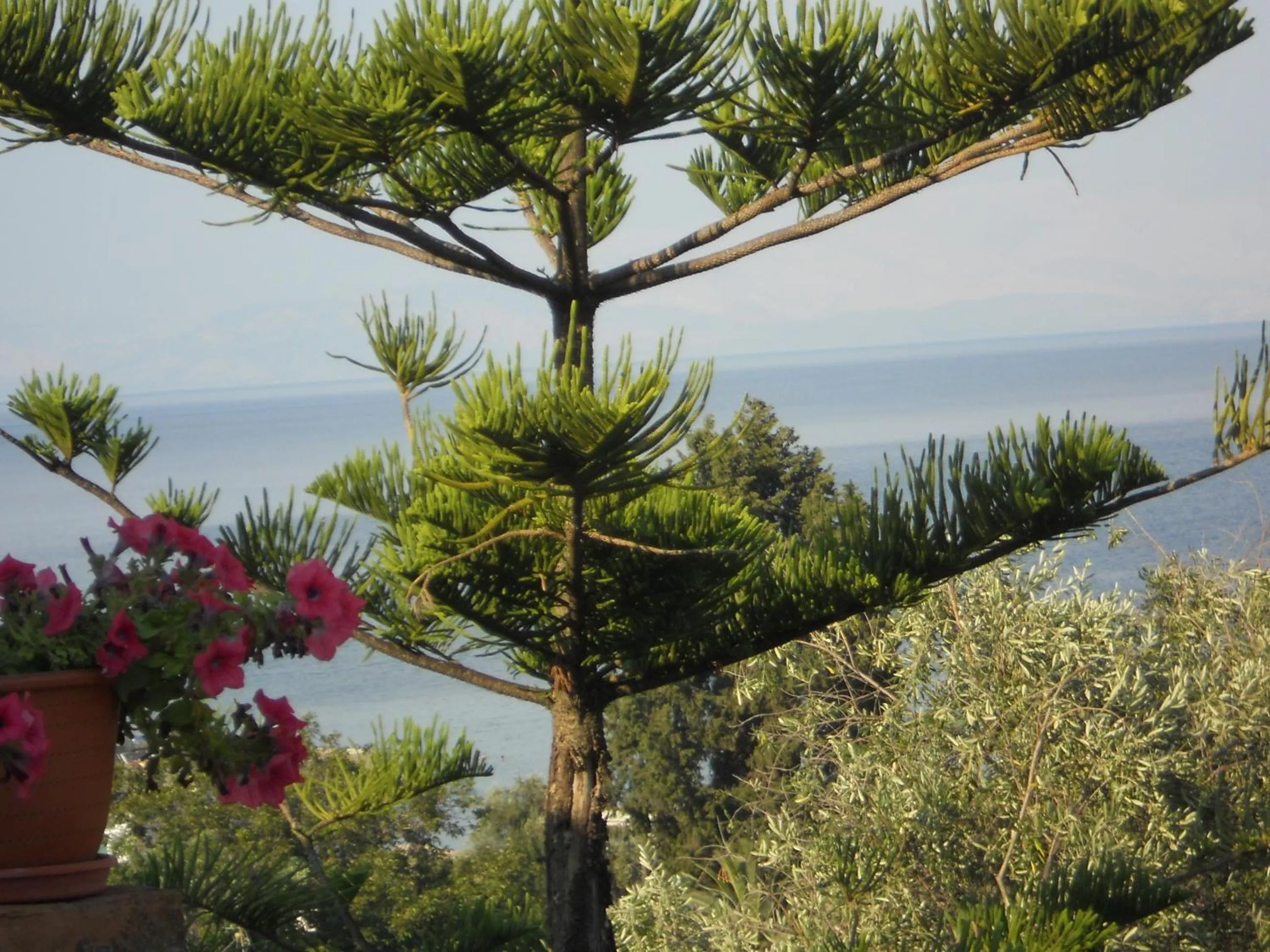 View (from property/room) in Gina Studios