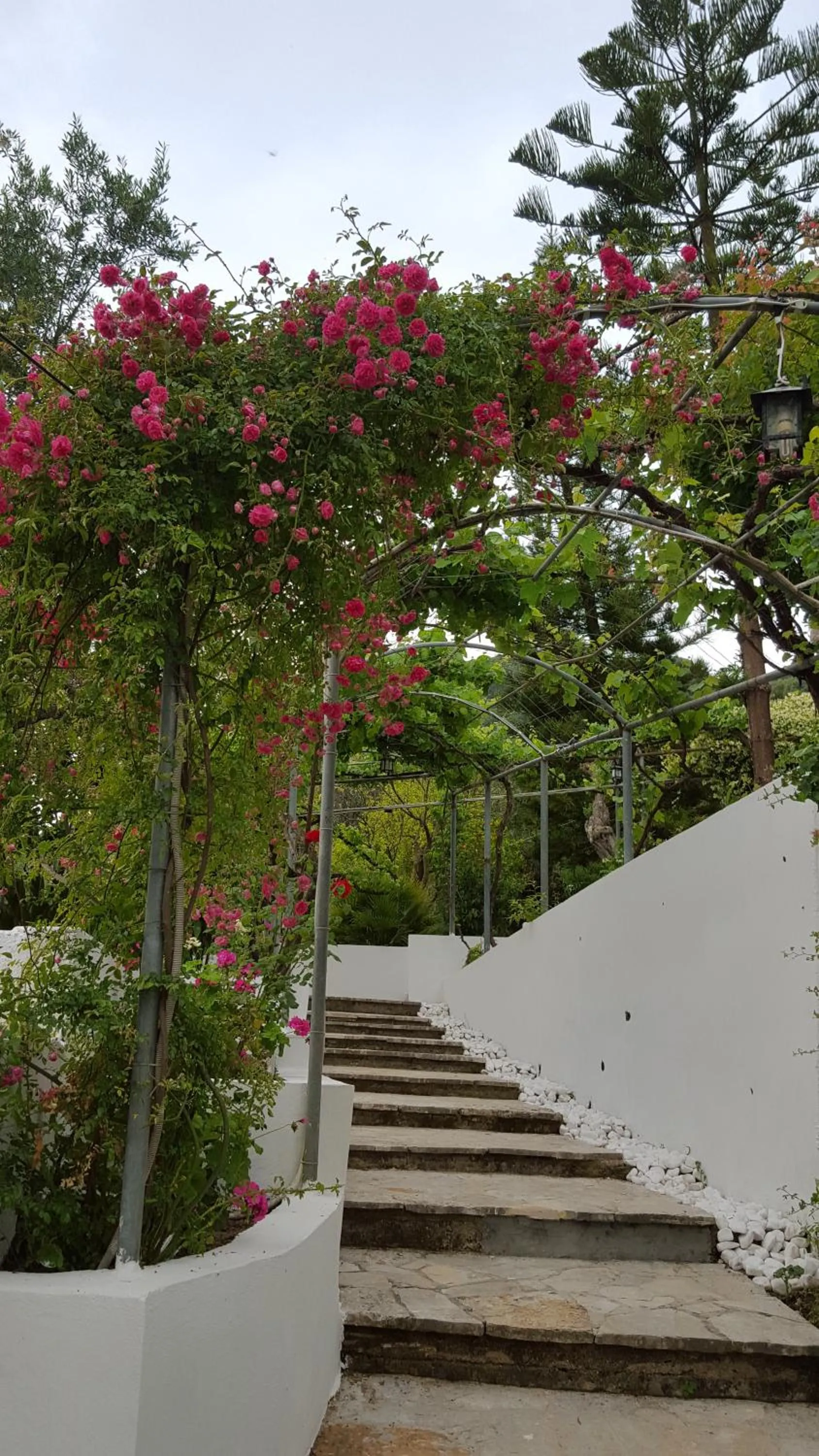 Garden in Gina Studios