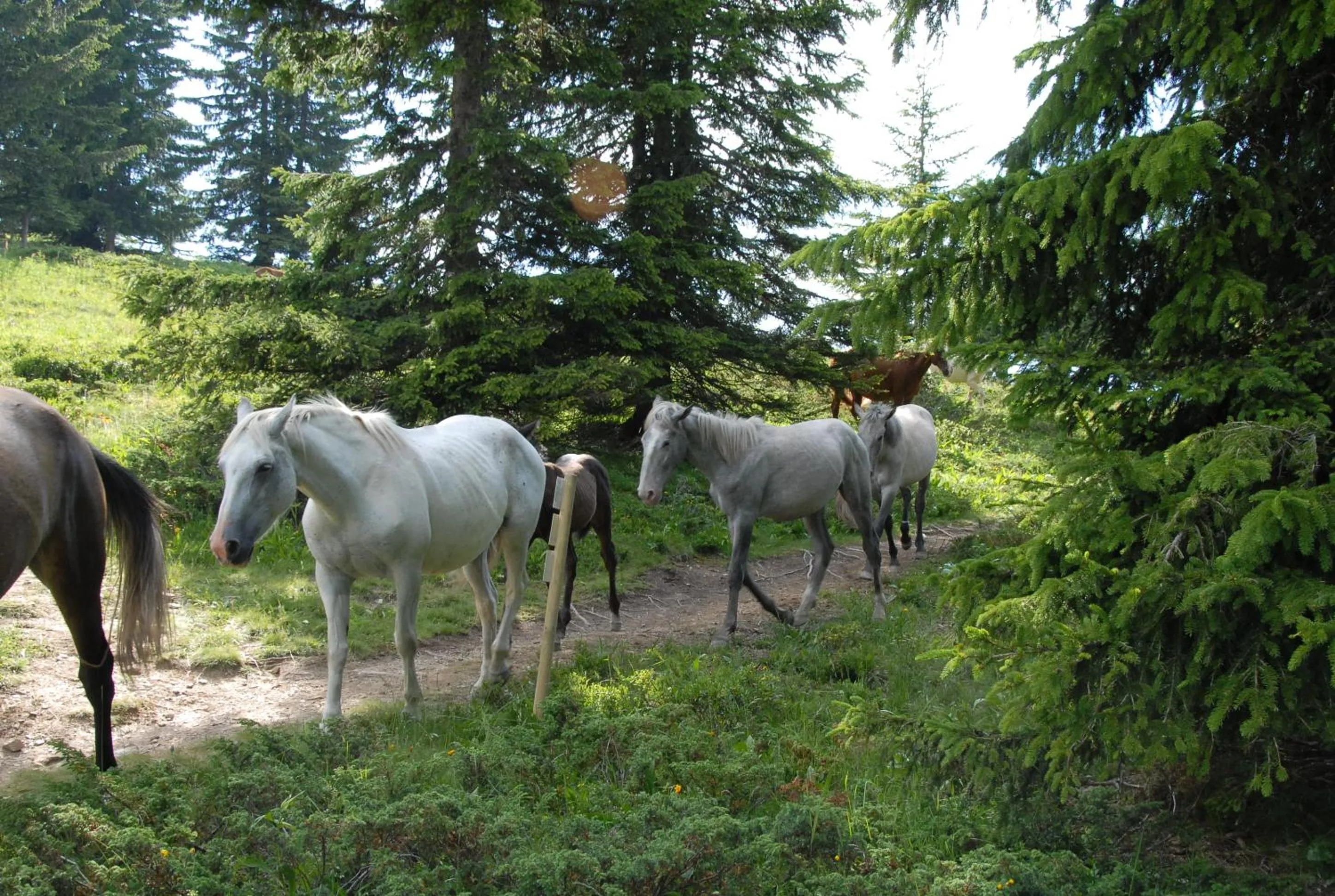 Animals in Hôtel Chalet Le Caribou