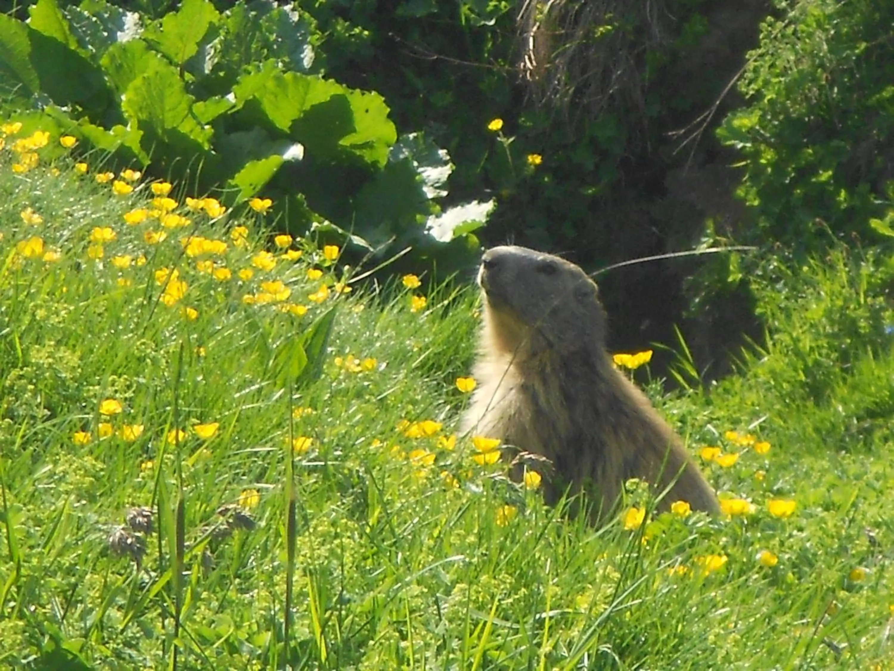 Animals in Hôtel Chalet Le Caribou