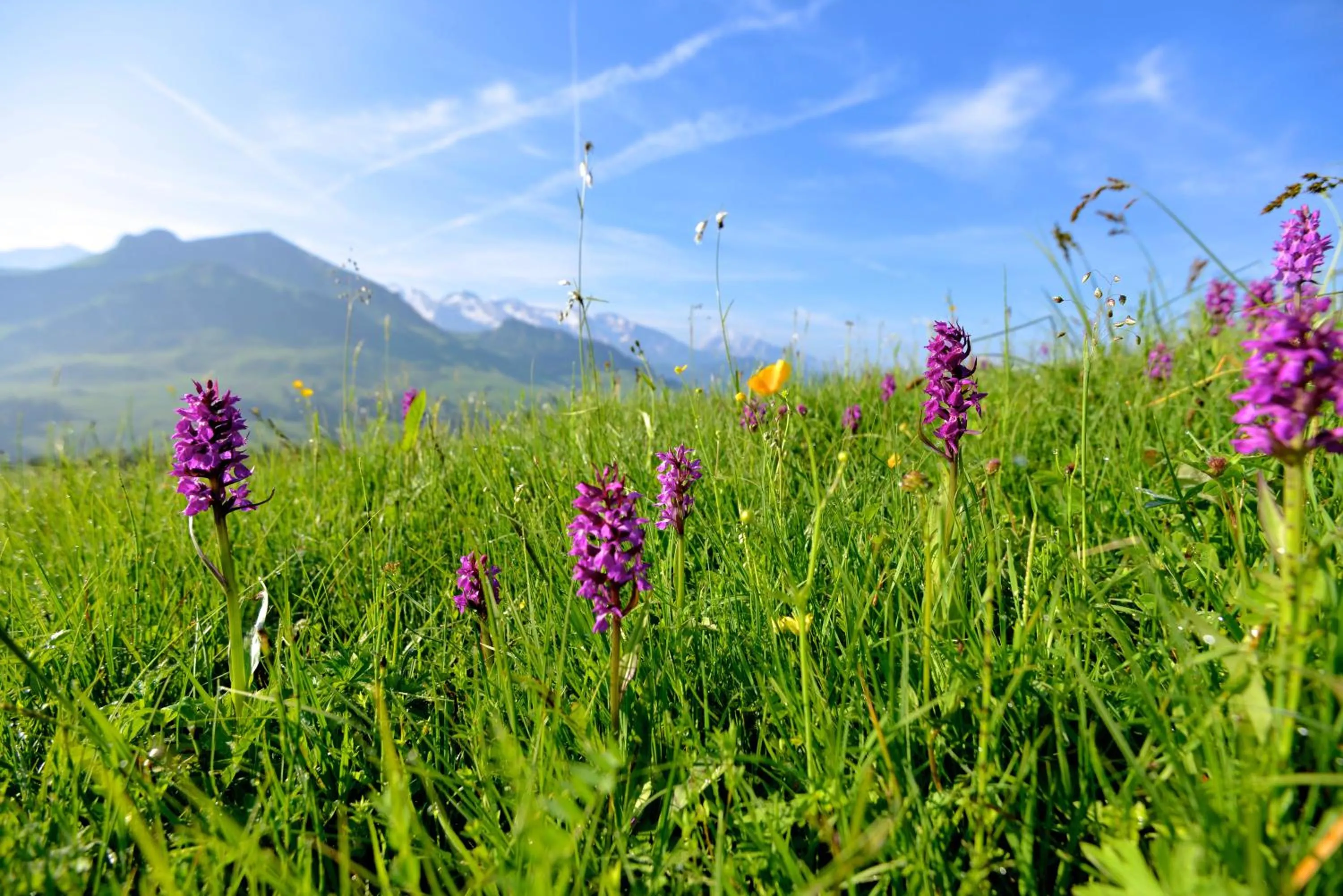 Garden view in Hotel Alpen Roc
