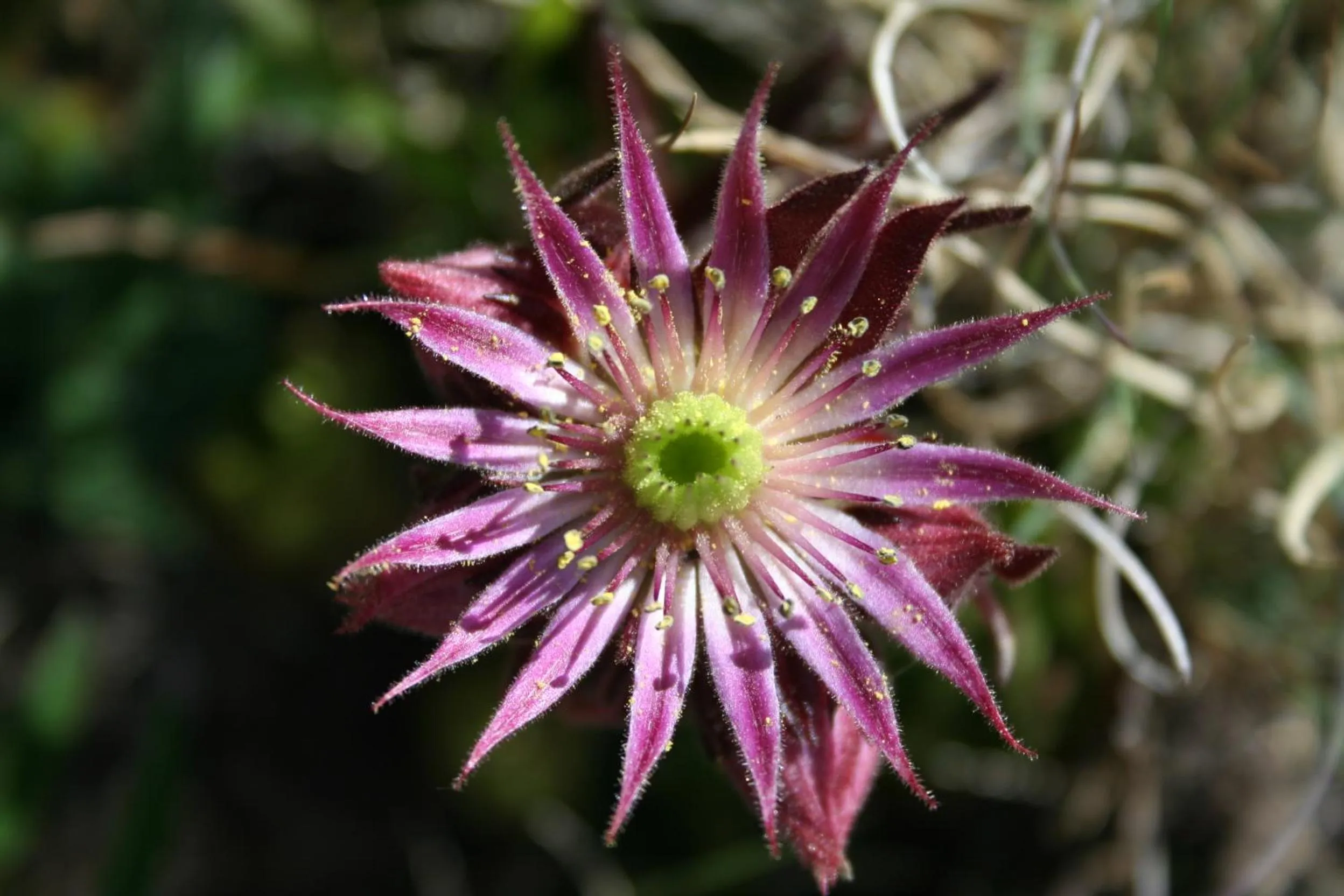 Les Chalets du Villard