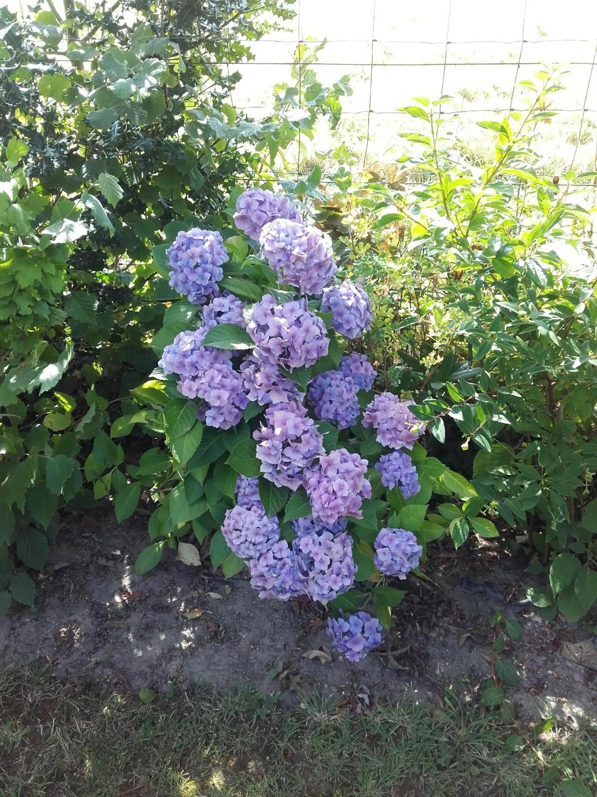 Garden in Chambres d'hôtes Manoir du Buquet
