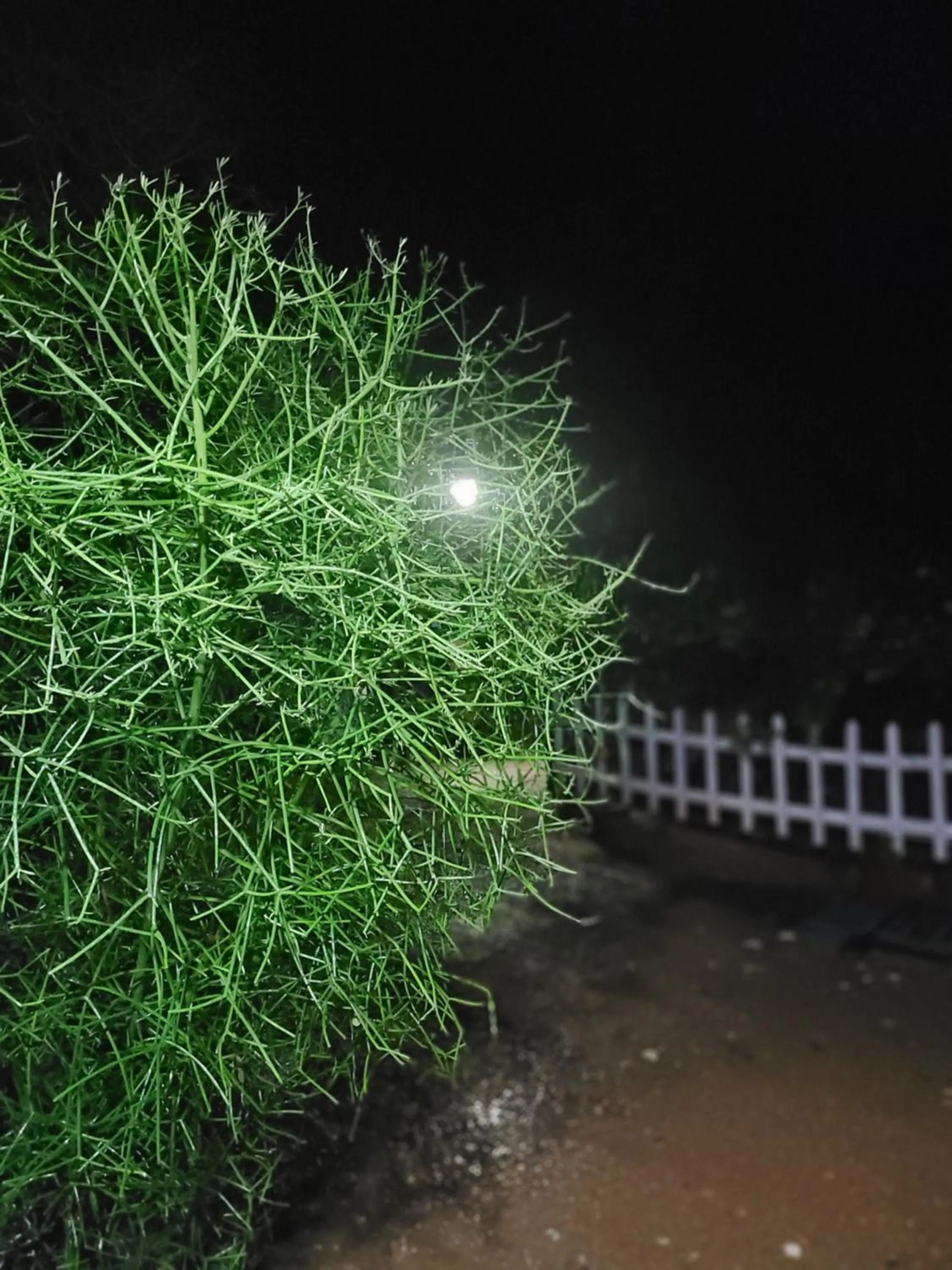 Garden view in Panchobon Art Resort