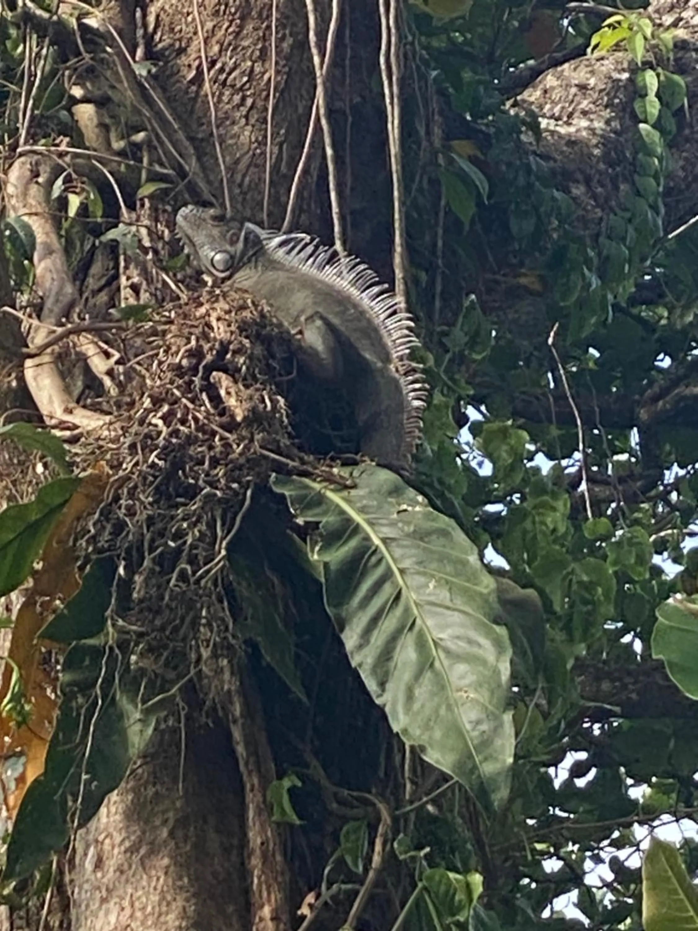 Animals in Hotel Casa Vito Beachfront