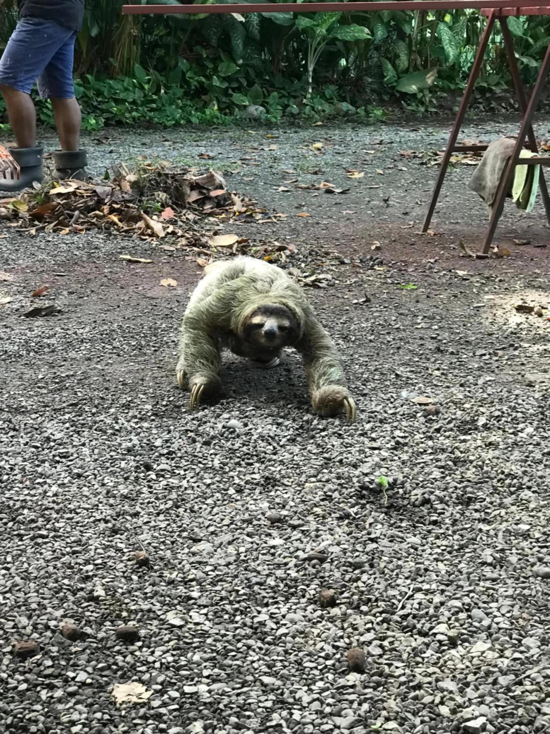 Animals in Hotel Casa Vito Beachfront