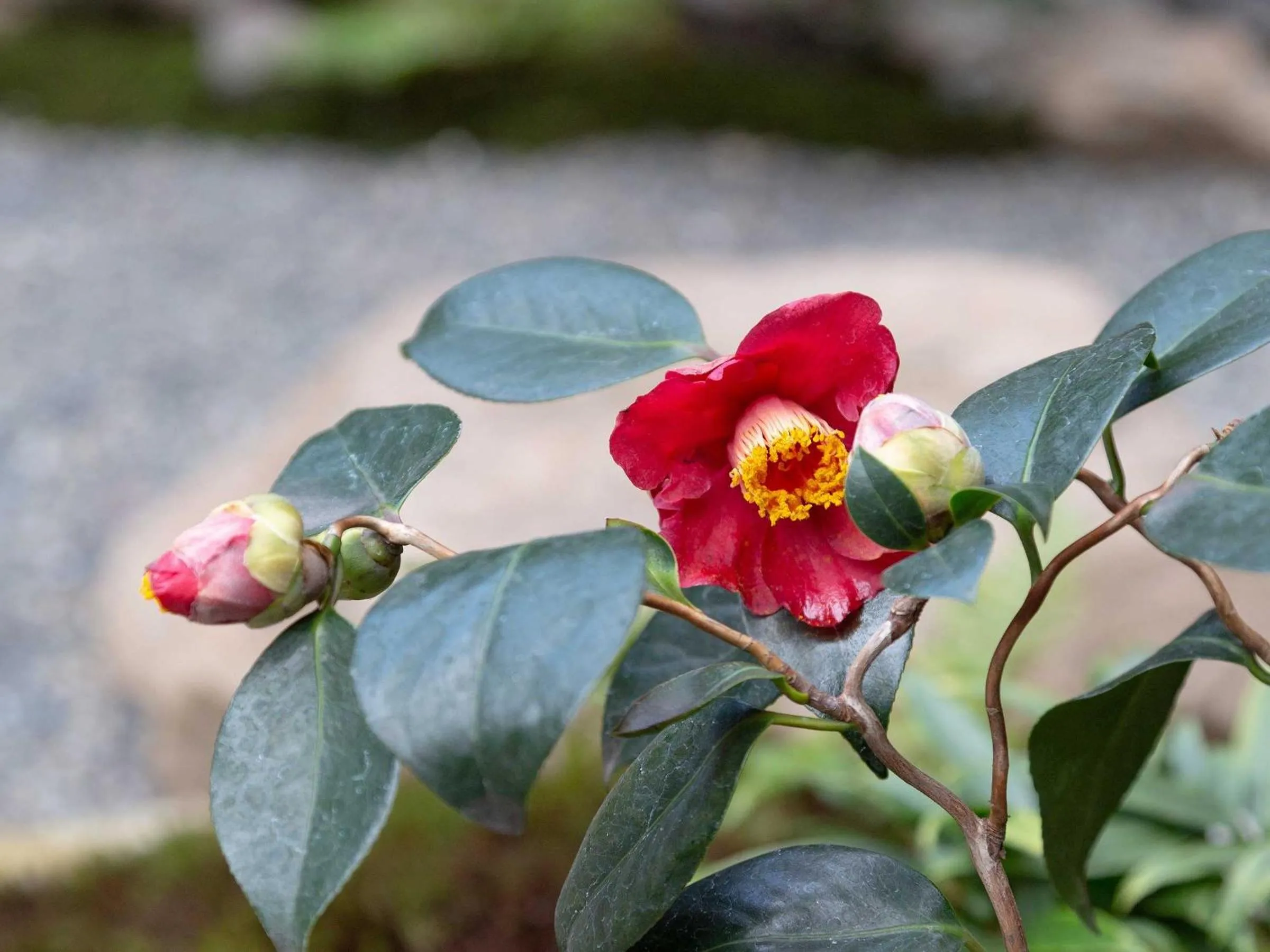 View (from property/room) in Kanade Matsubaragokomachi-Momijittei