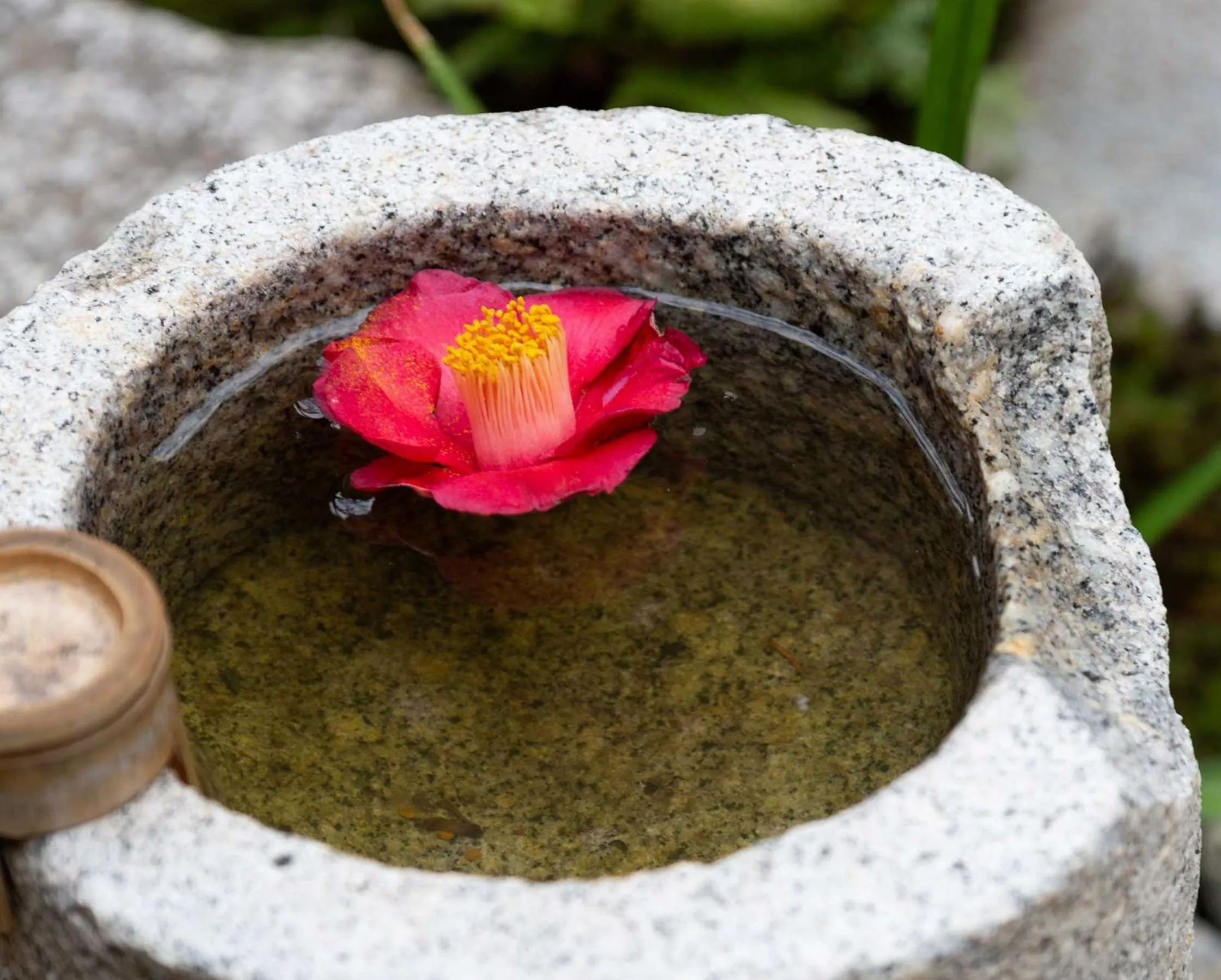 View (from property/room) in Kanade Matsubaragokomachi-Momijittei