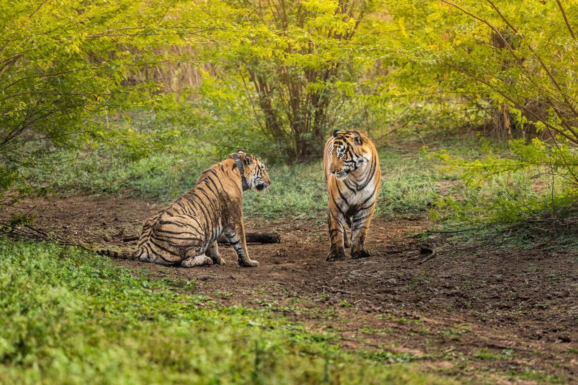 Animals in Sariska Manor Luxury Cottages Tehla