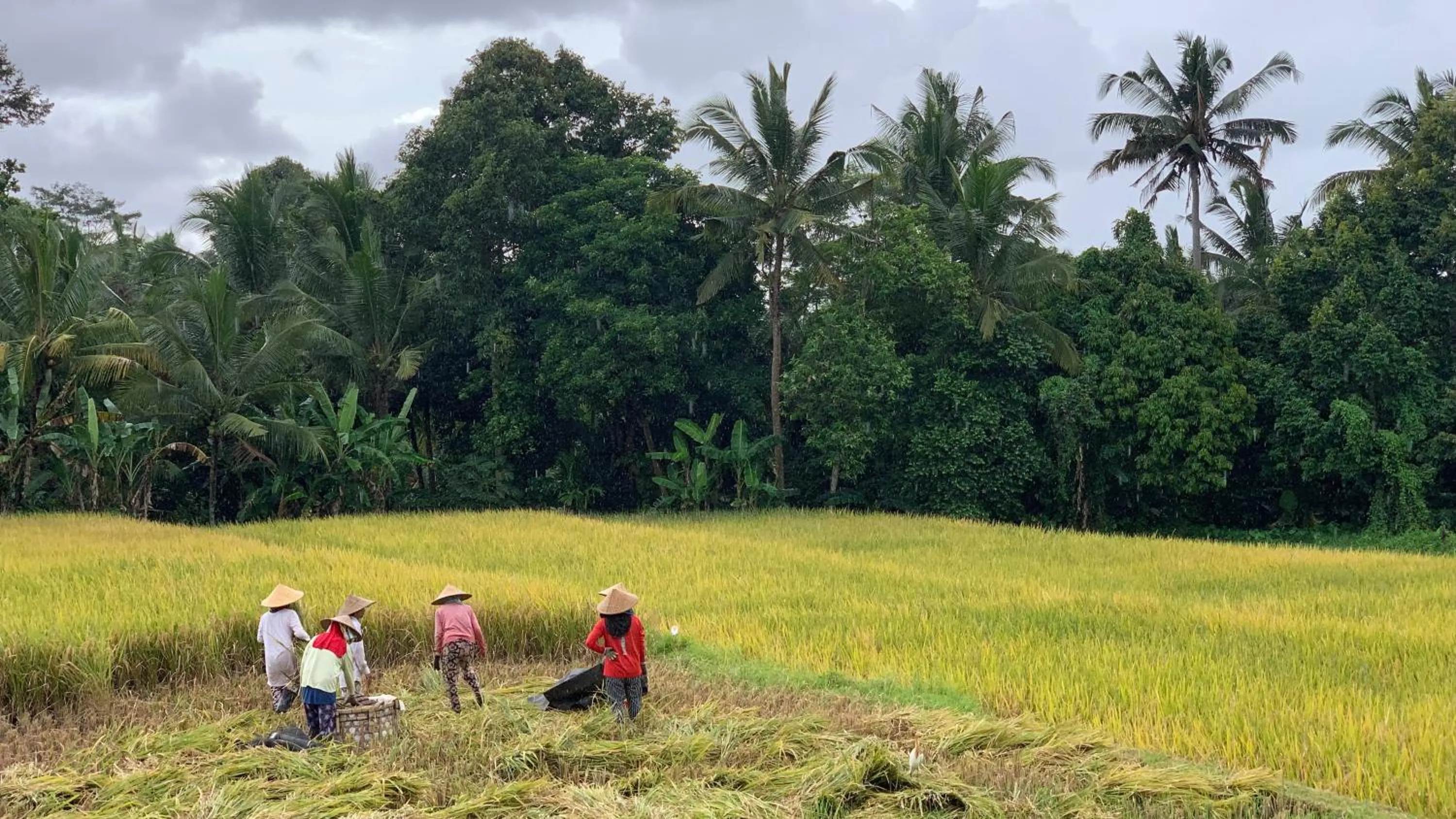 Spring in Umah Tirta