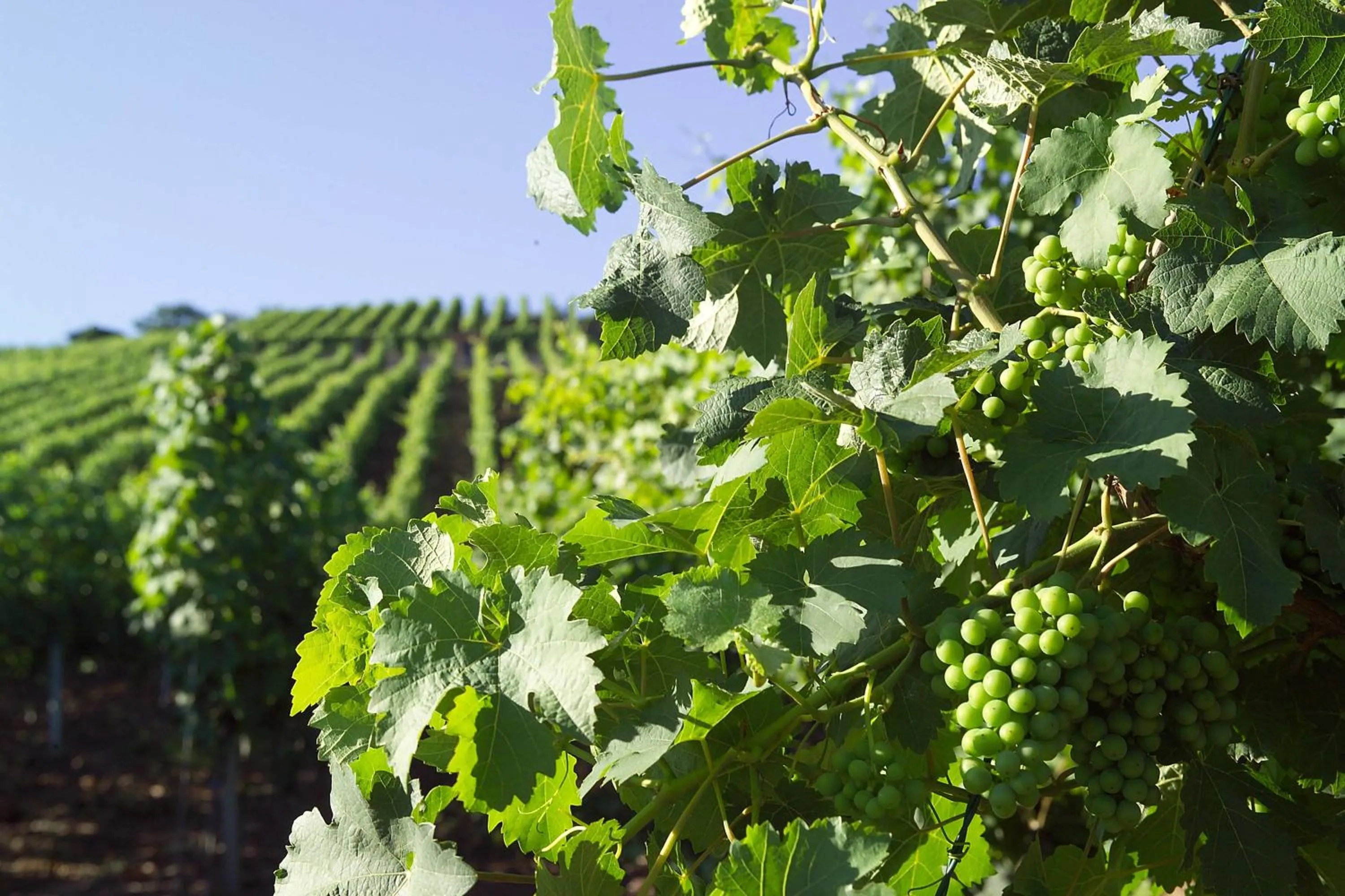 Natural landscape in Hotel Restaurant Zum Nachtwächter
