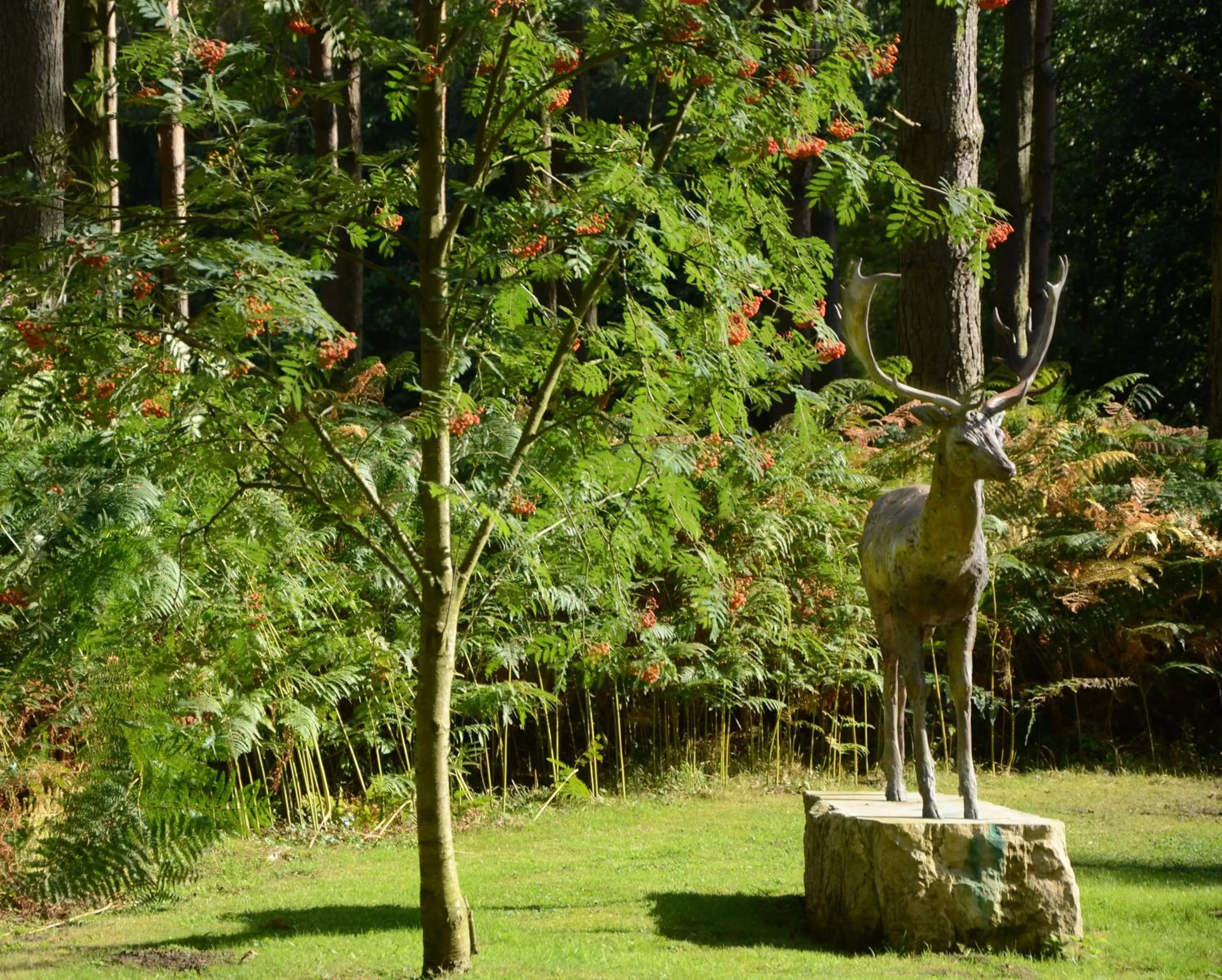 Garden in Hollicarrs - Honeycomb Lodge