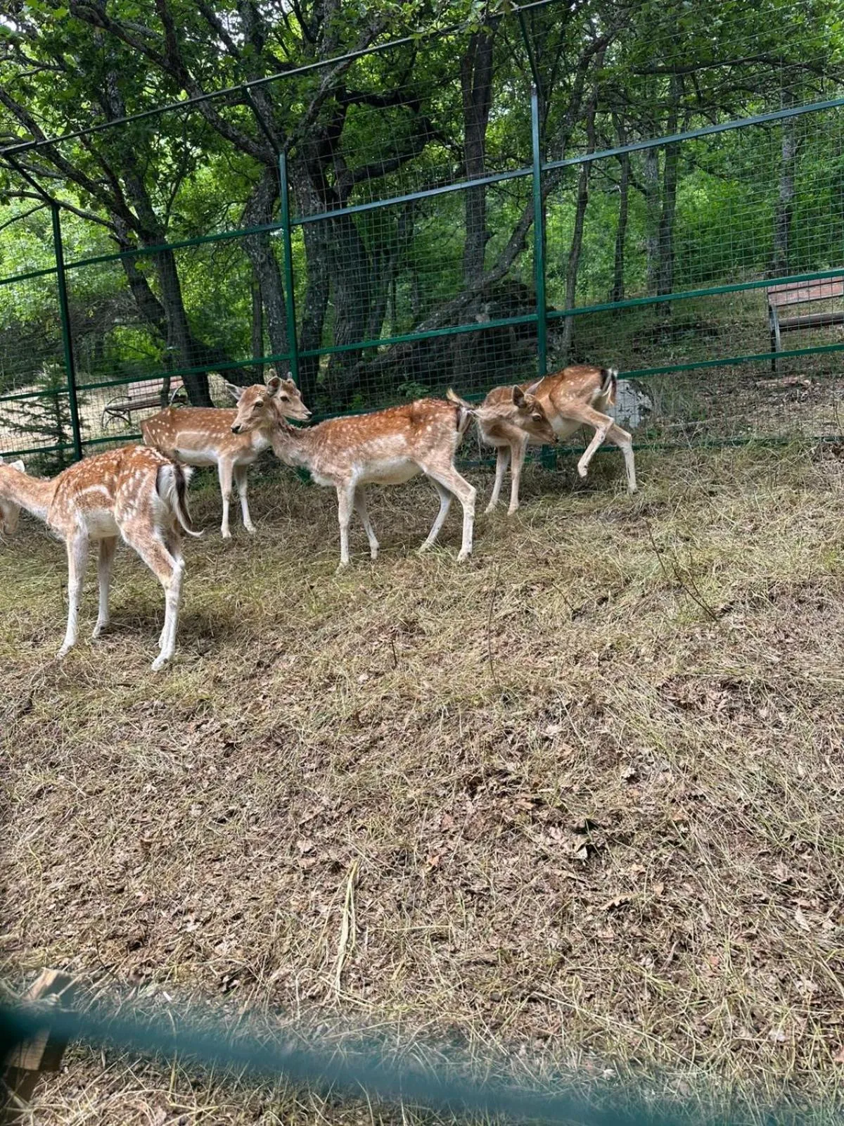 Aurora Resort Tsaghkadzor, By One