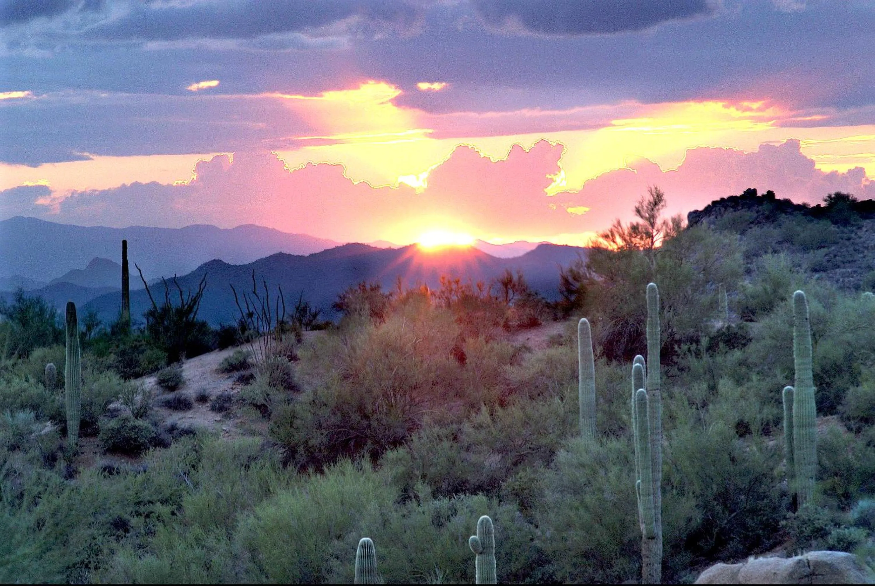 Natural landscape in Radisson Hotel Phoenix Airport