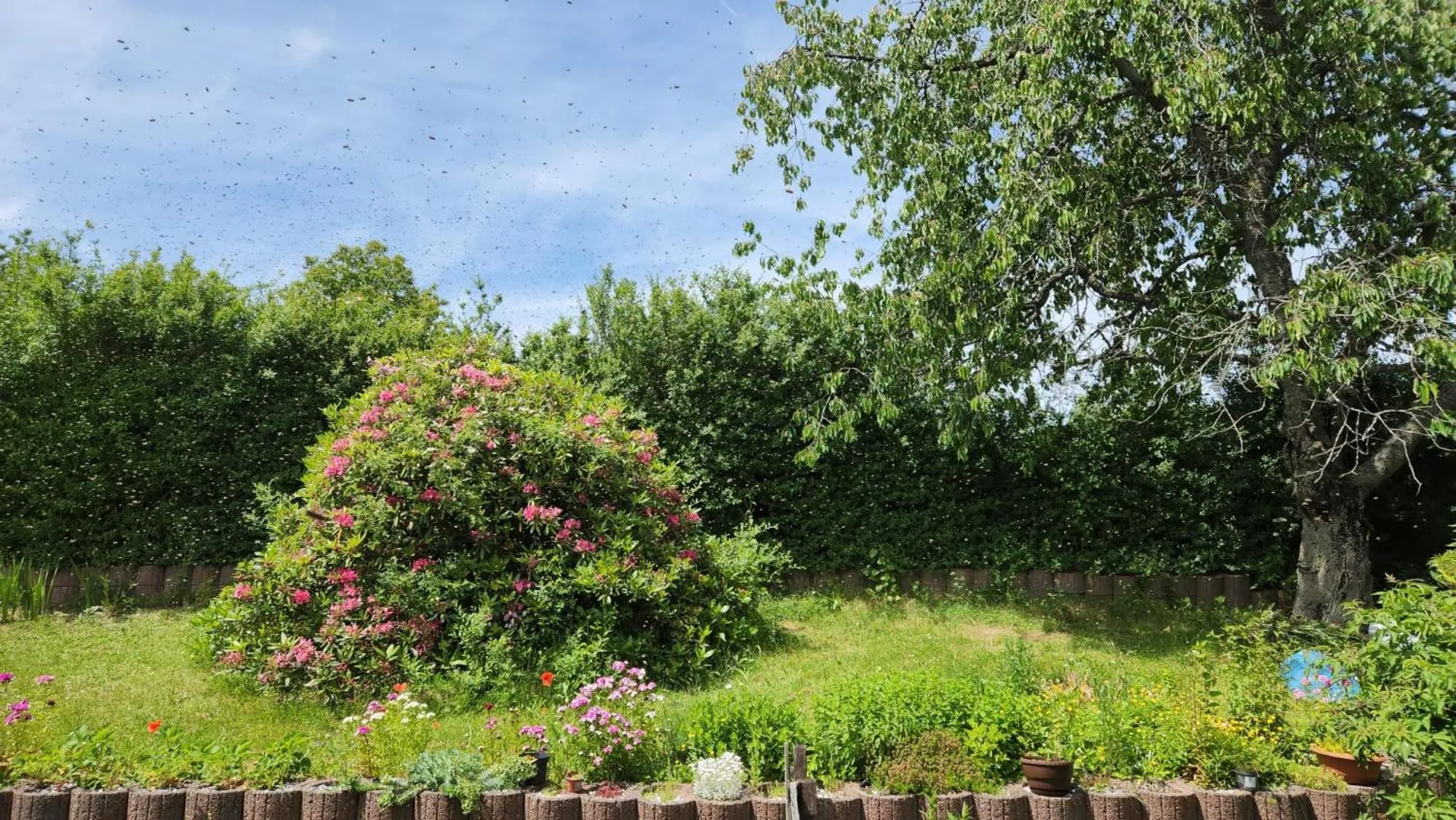 Garden in Gasthaus Hochwald