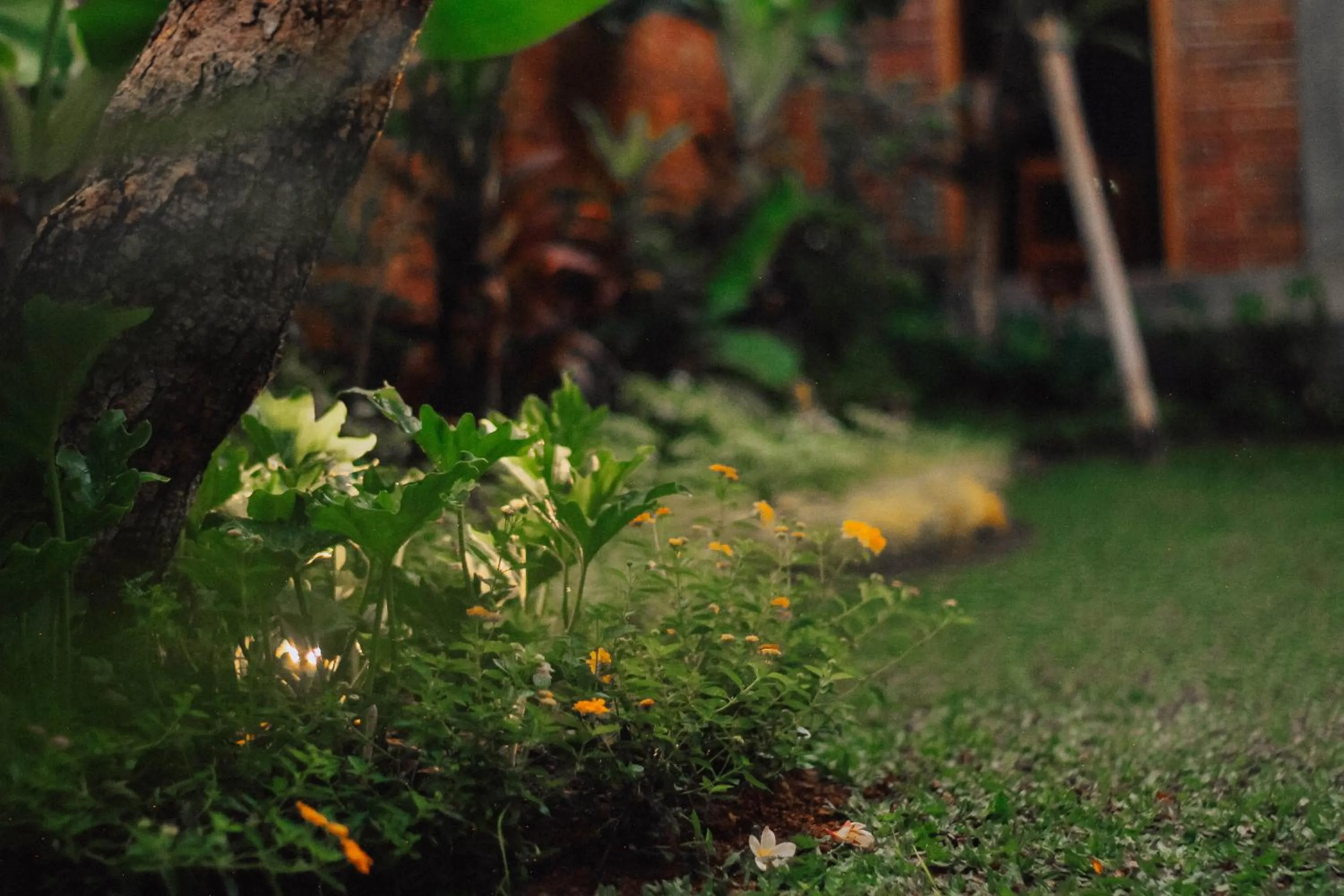 Garden view in Govardan Homestay