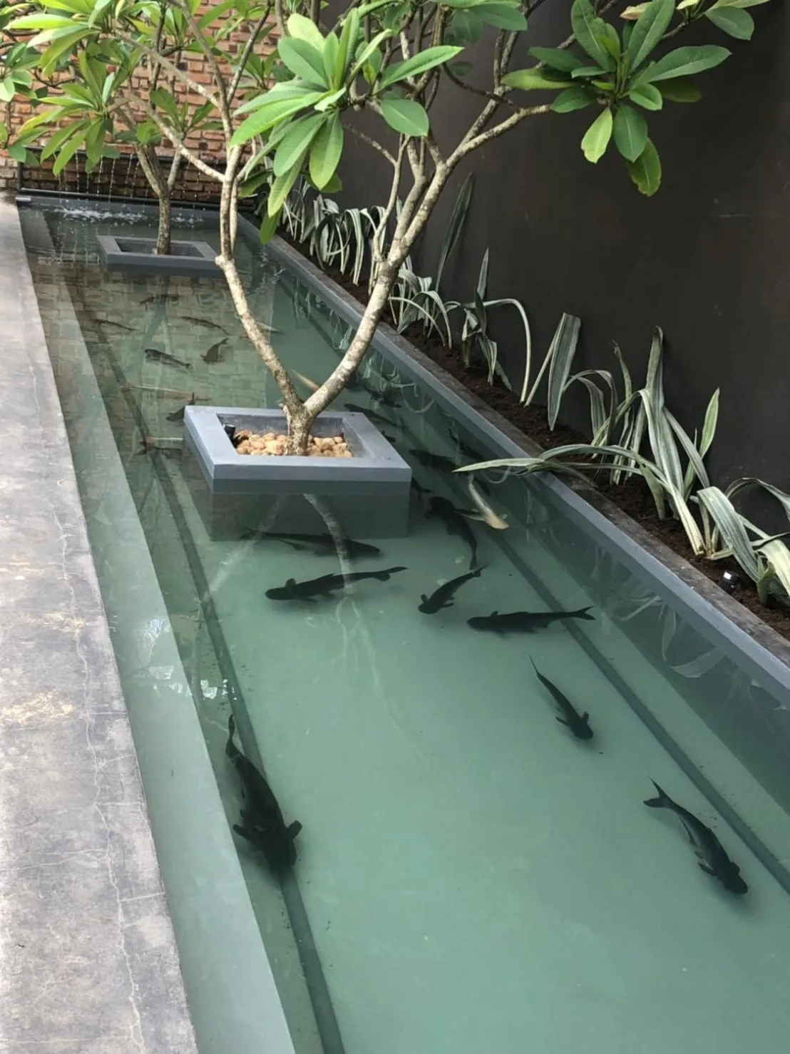 Animals in SOLUNA BEACH RESORT