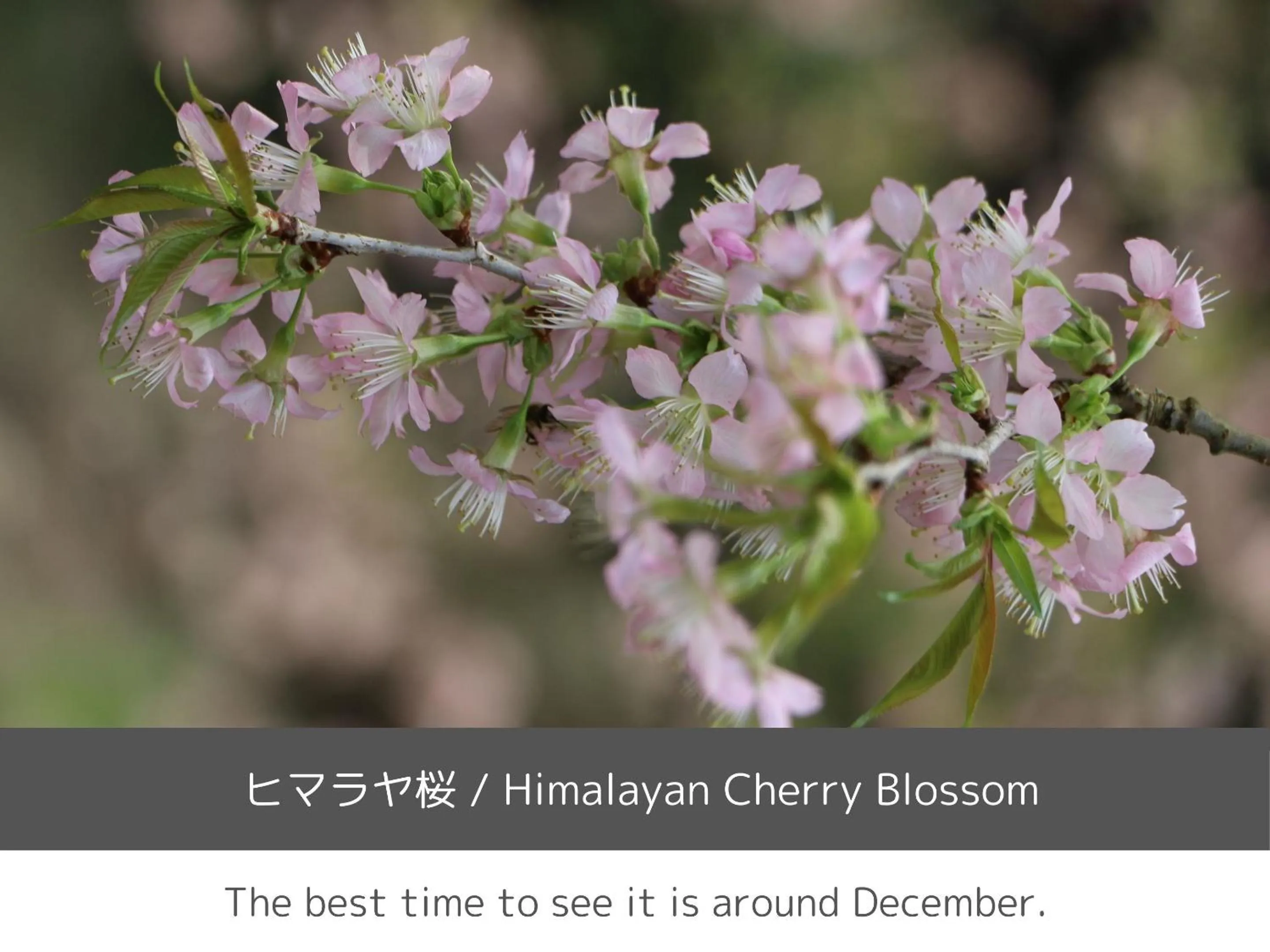 Nearby landmark in SOKI ATAMI