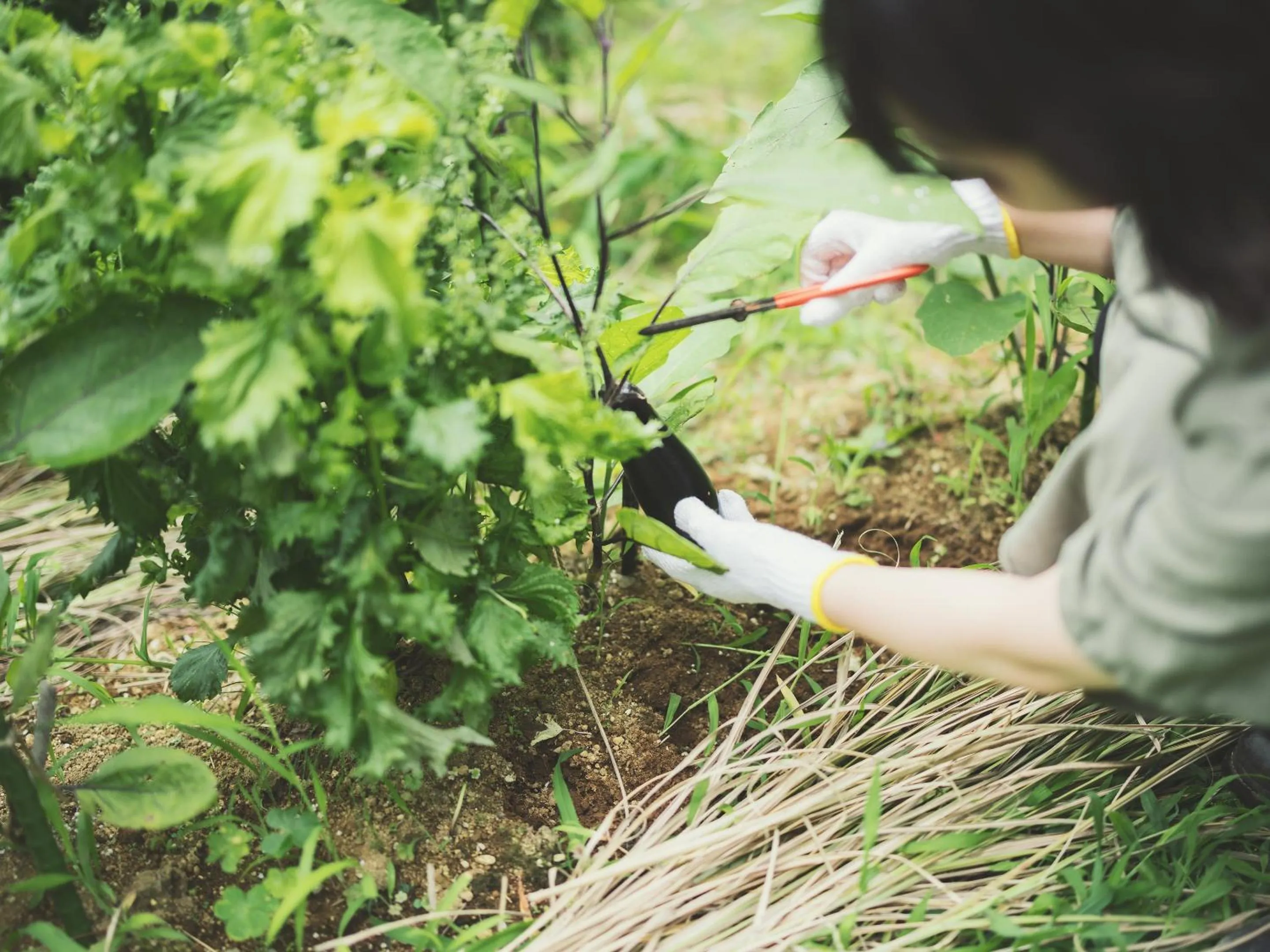 Garden in SOKI ATAMI