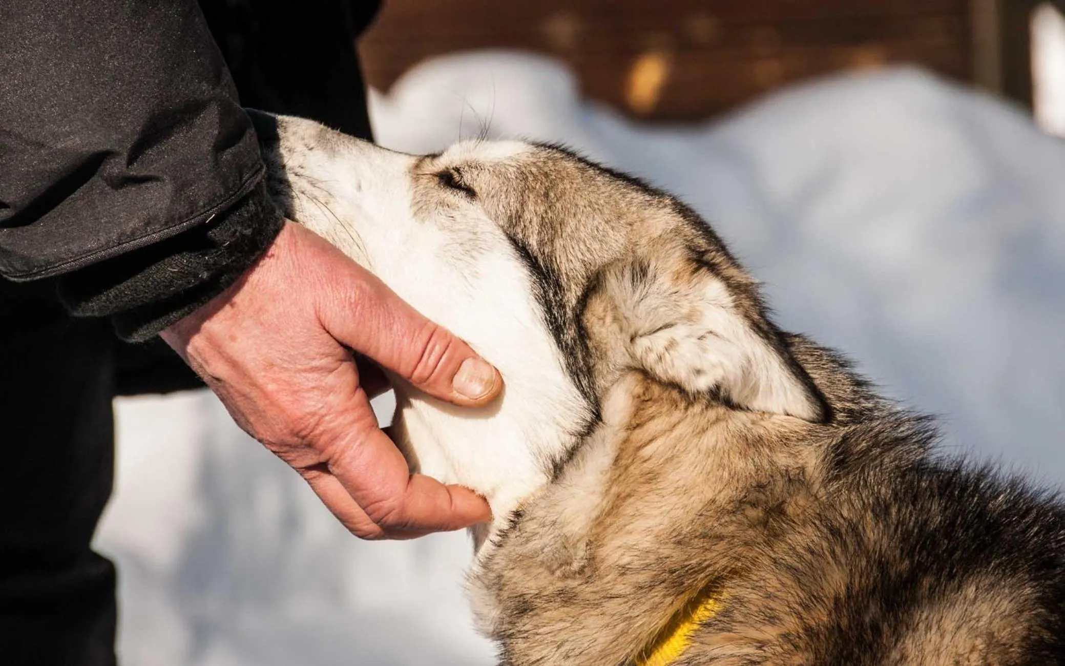 Spring in Arctic Skylight Lodge