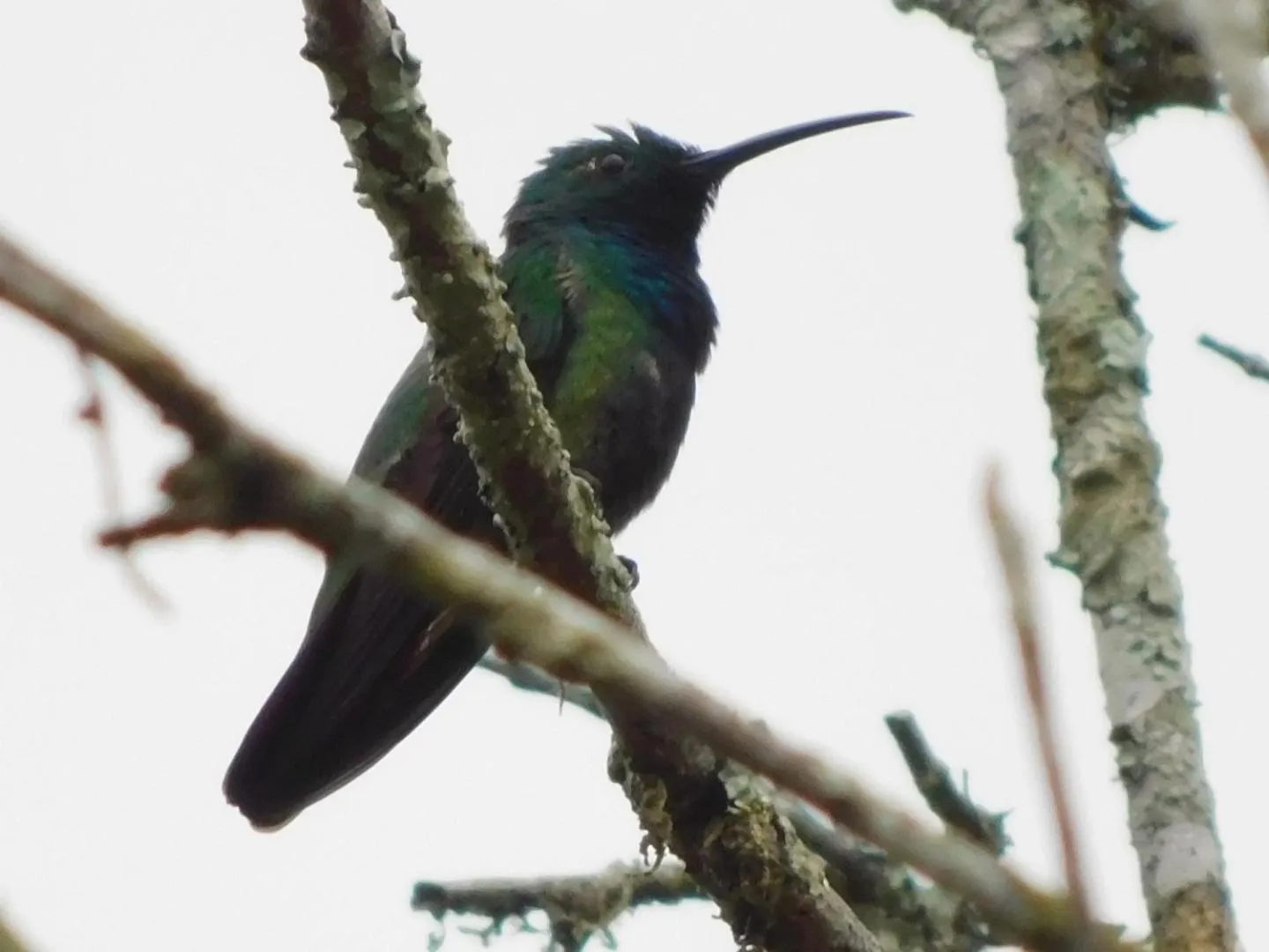 Natural landscape in Guayabo Lodge