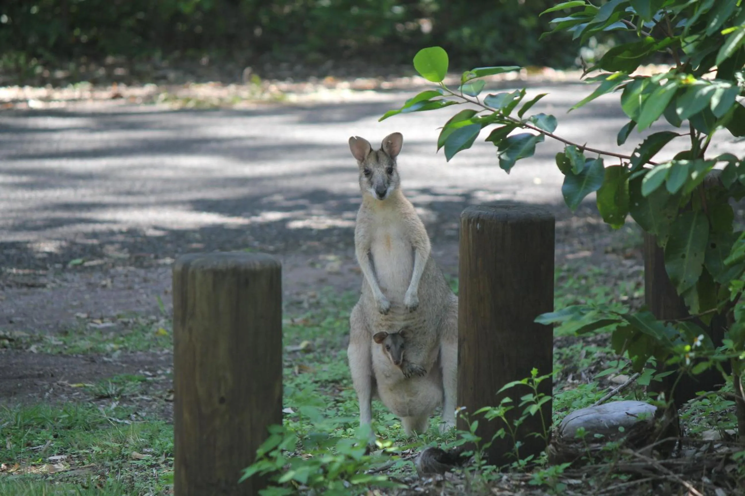 Seaforth Holiday Units